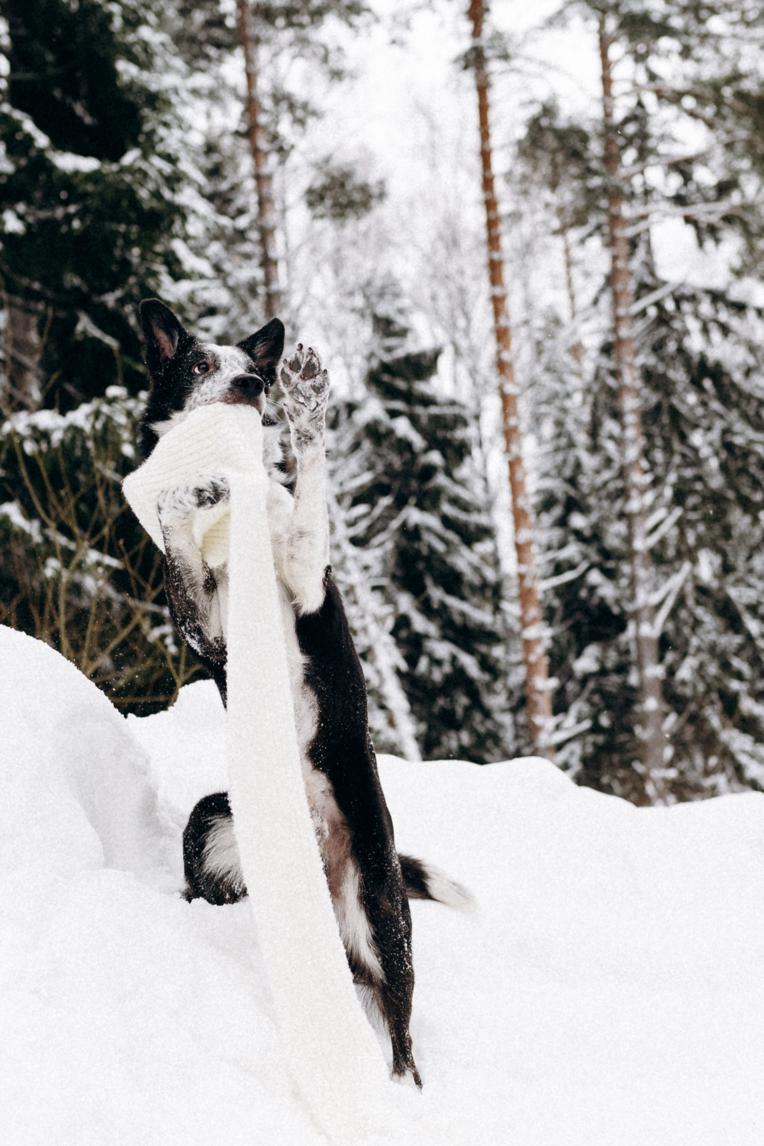 Аня и Милан. Фотограф анималист в Москве Ольга Агушева
