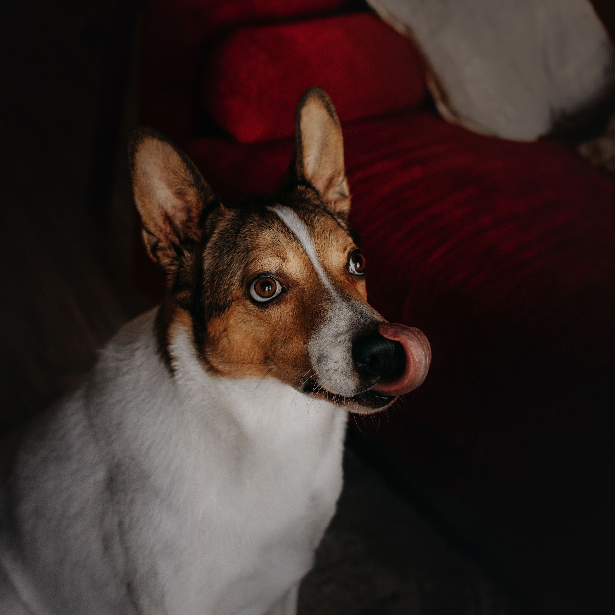 Наталья и Эпик. Фотограф Наталья Потапова