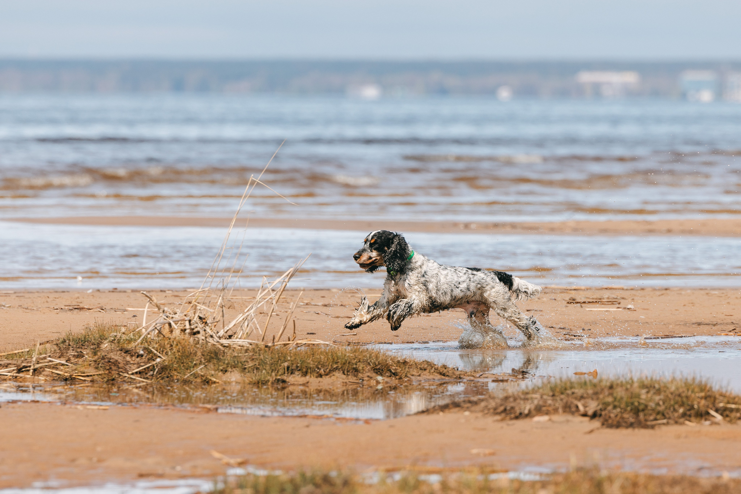 Спанимания. Фотограф анималист Осипчикова Мария