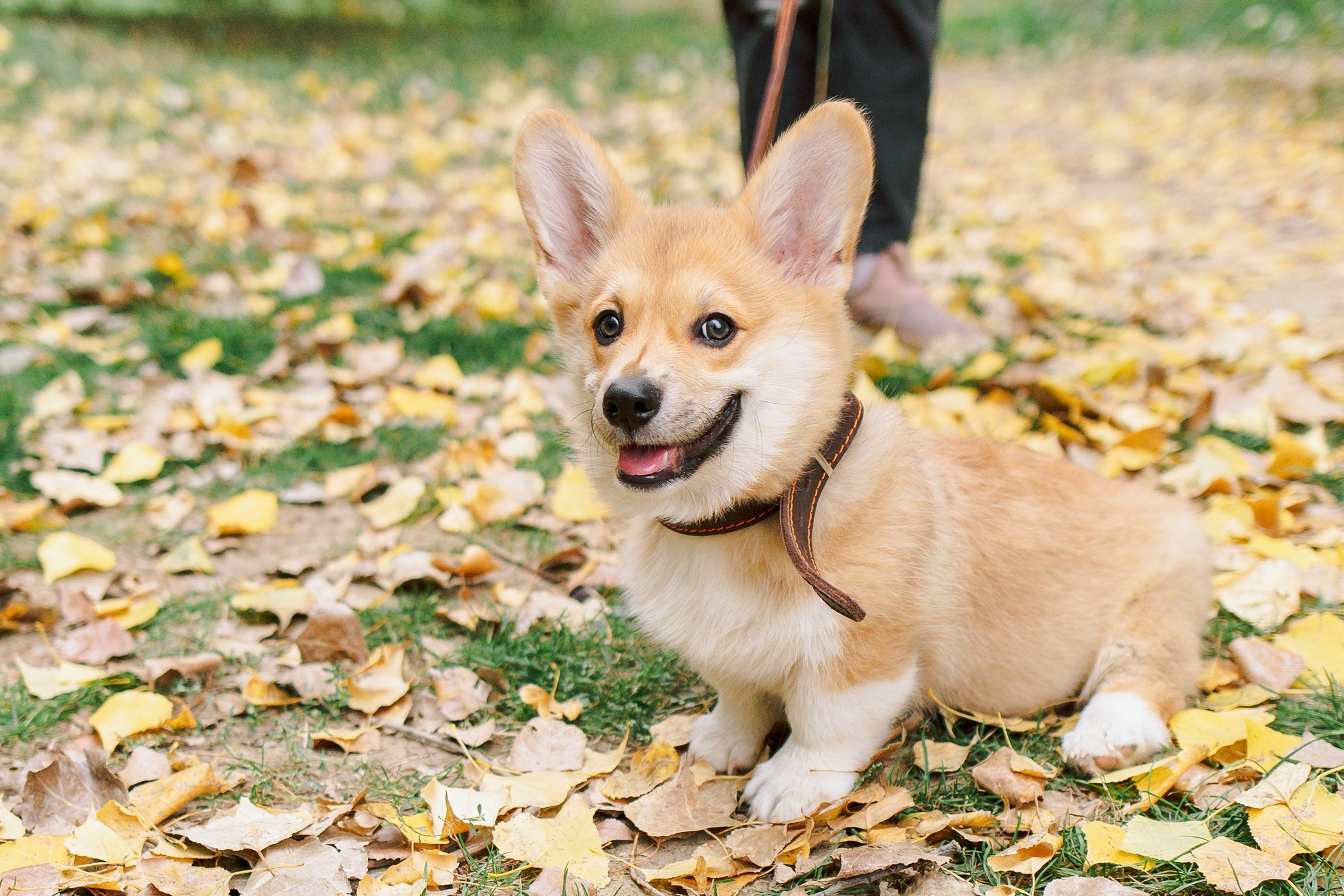 Стич. Семейный, репортажный, свадебный фотограф в Краснодаре Артур Александрин