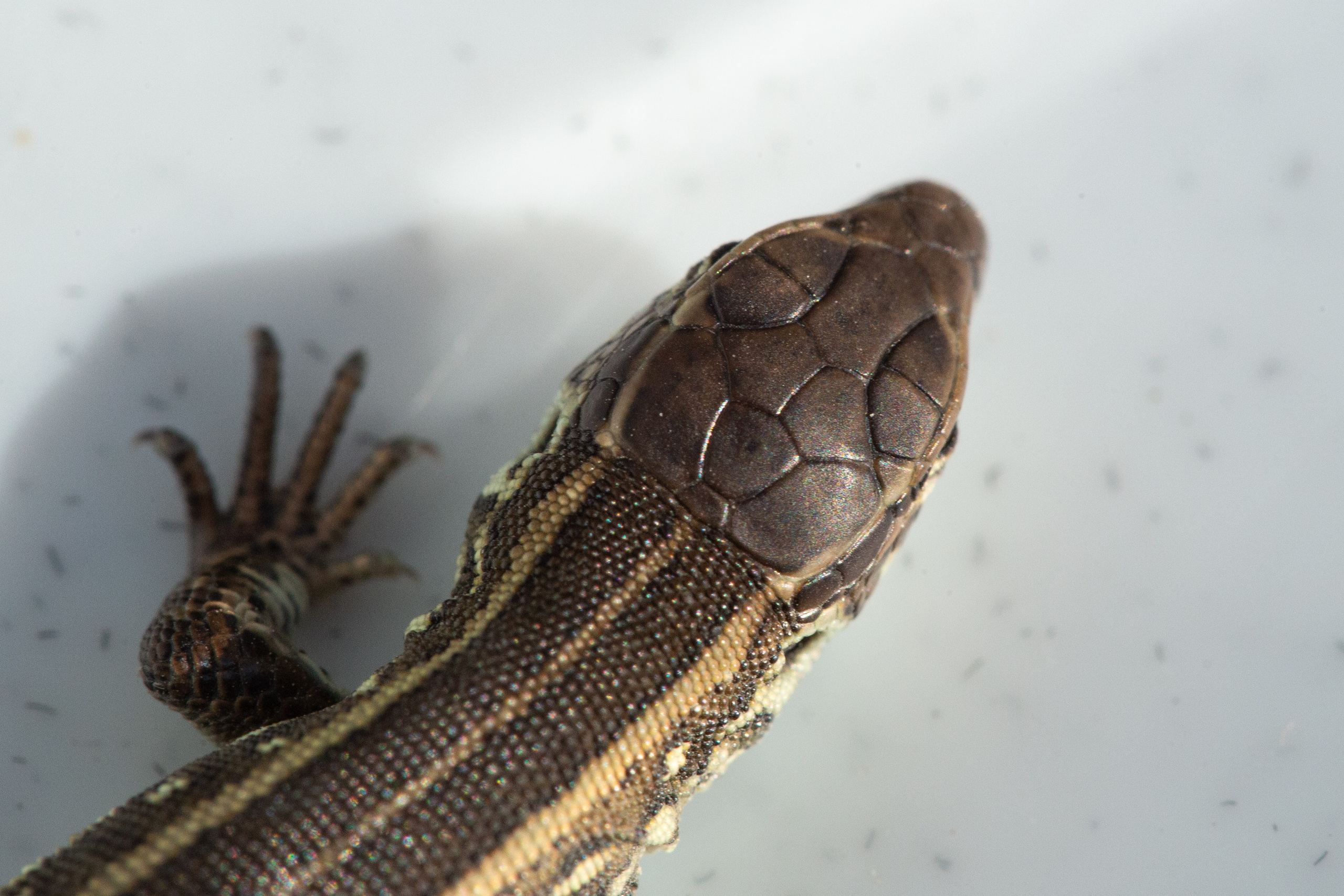 Фото Животных. Студия Максима Белослюдцева