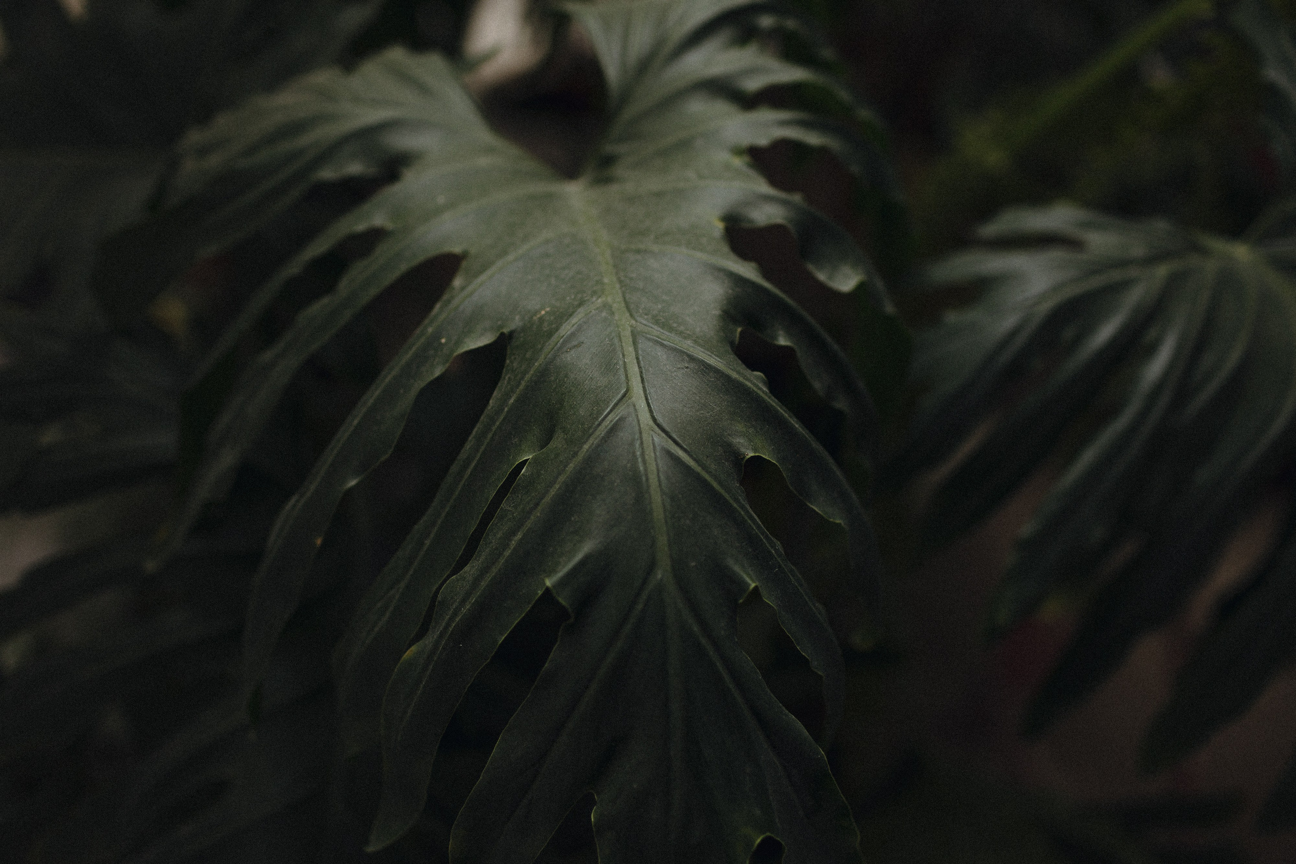 ПАРК СИТИ, MARY WHITE. Свадебный и индивидуальный фотограф в Челябинске Евгения Негодяева