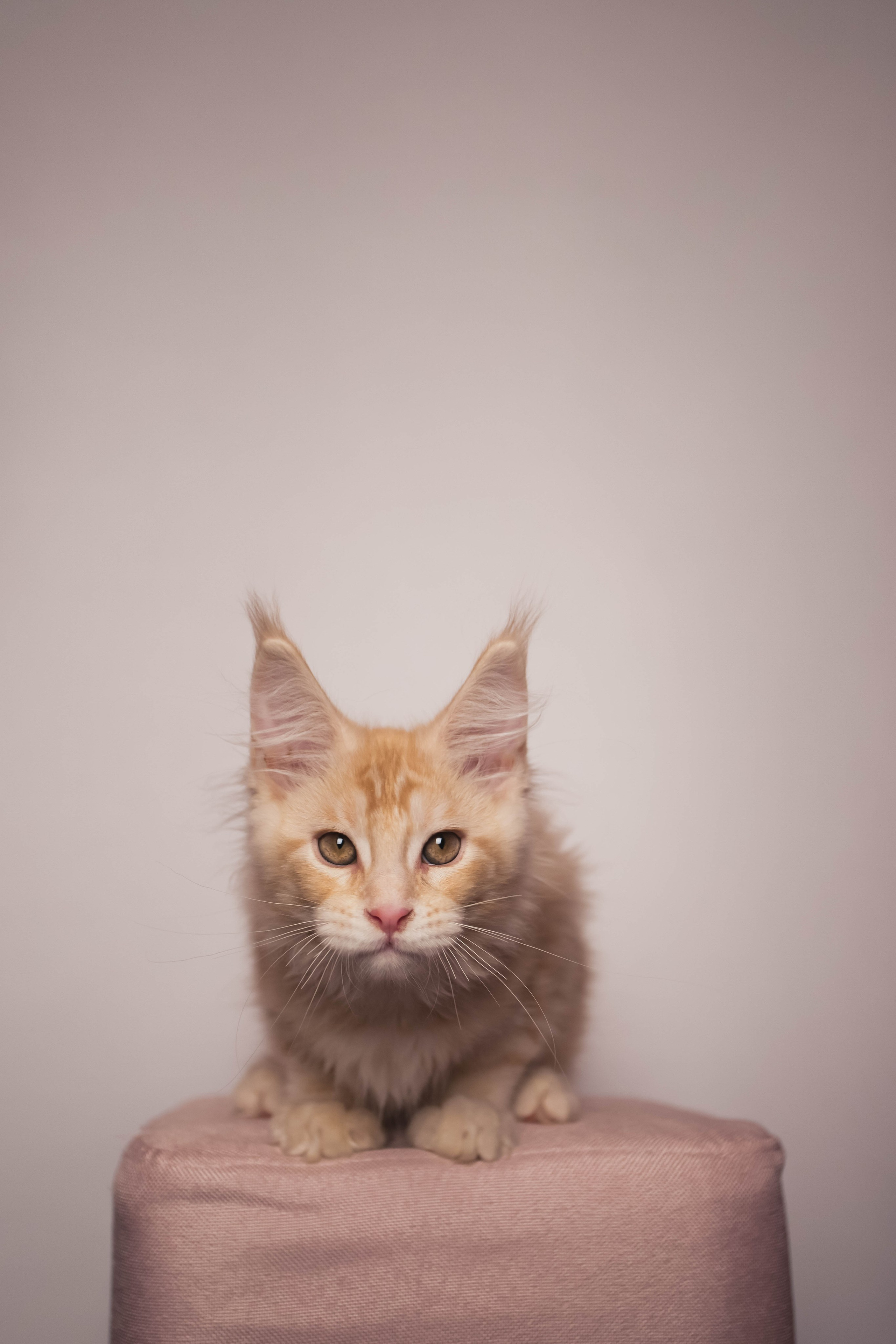 HanFors. Женский и предметный фотограф