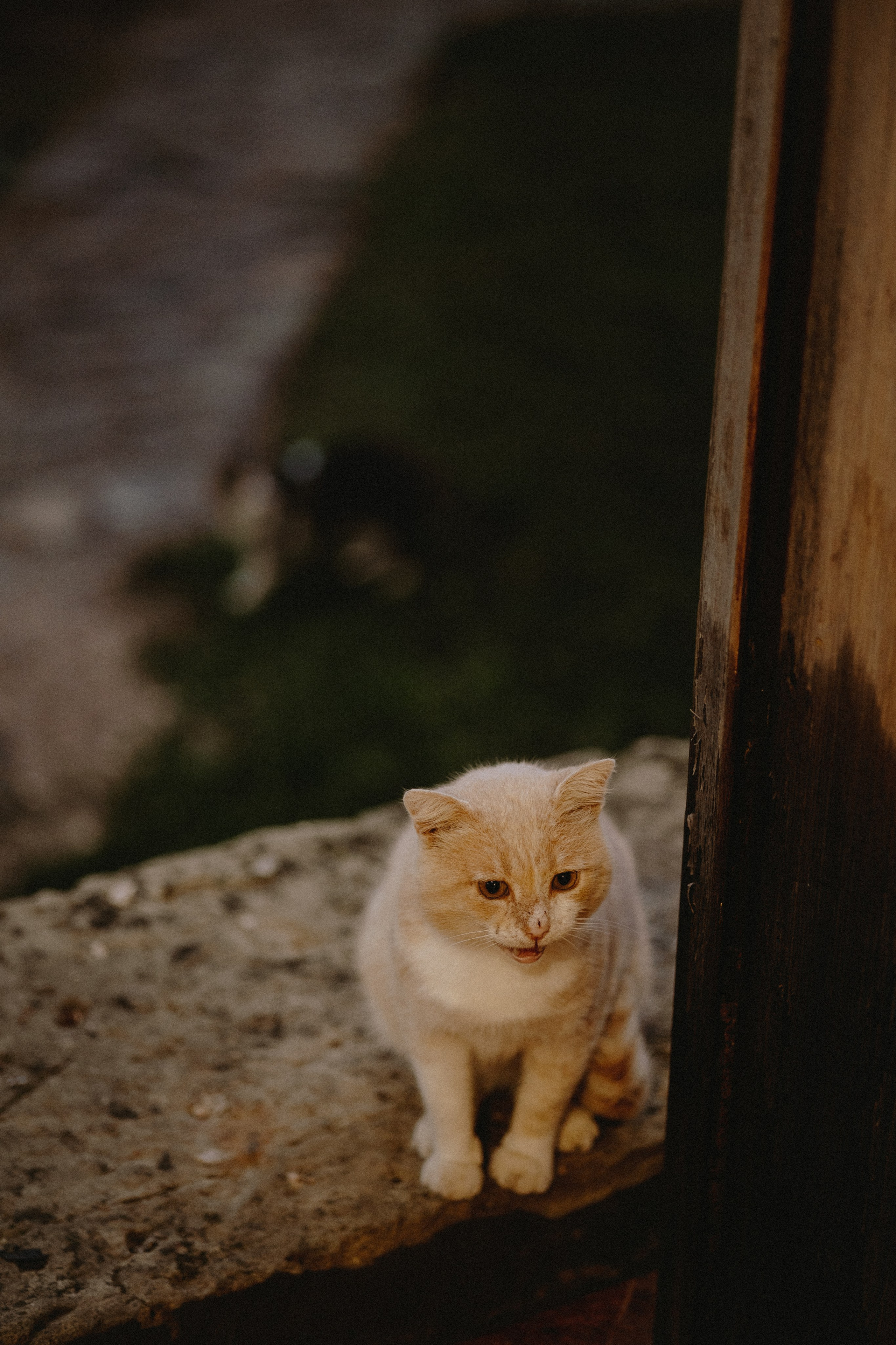 Дима и Настя | Rainy mountain wed | Крым. Свадебный фотограф в Санкт-Петербурге Анастасия Селиванова