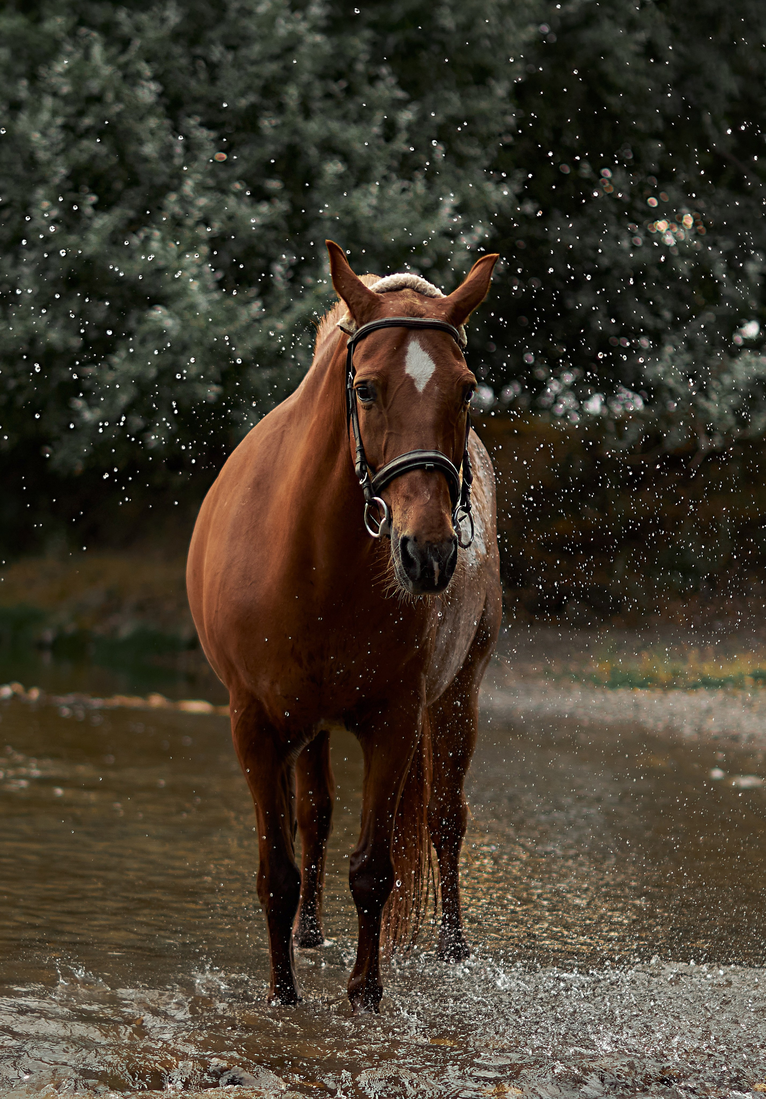 Касандра. Фотограф в Севастополе