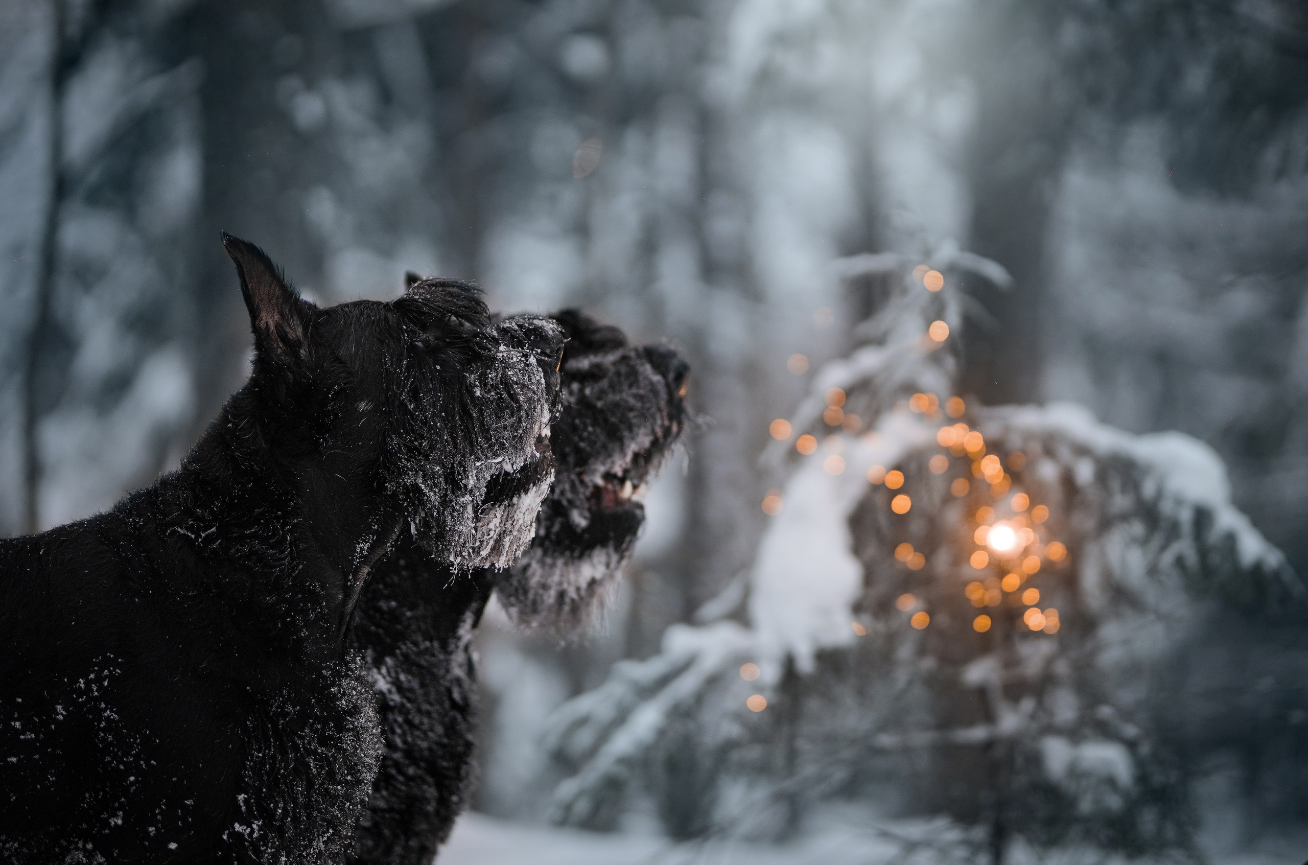 Оля Миша и шнауцеры. Фотограф-анималист в Санкт-Петербурге Яна Мартынова