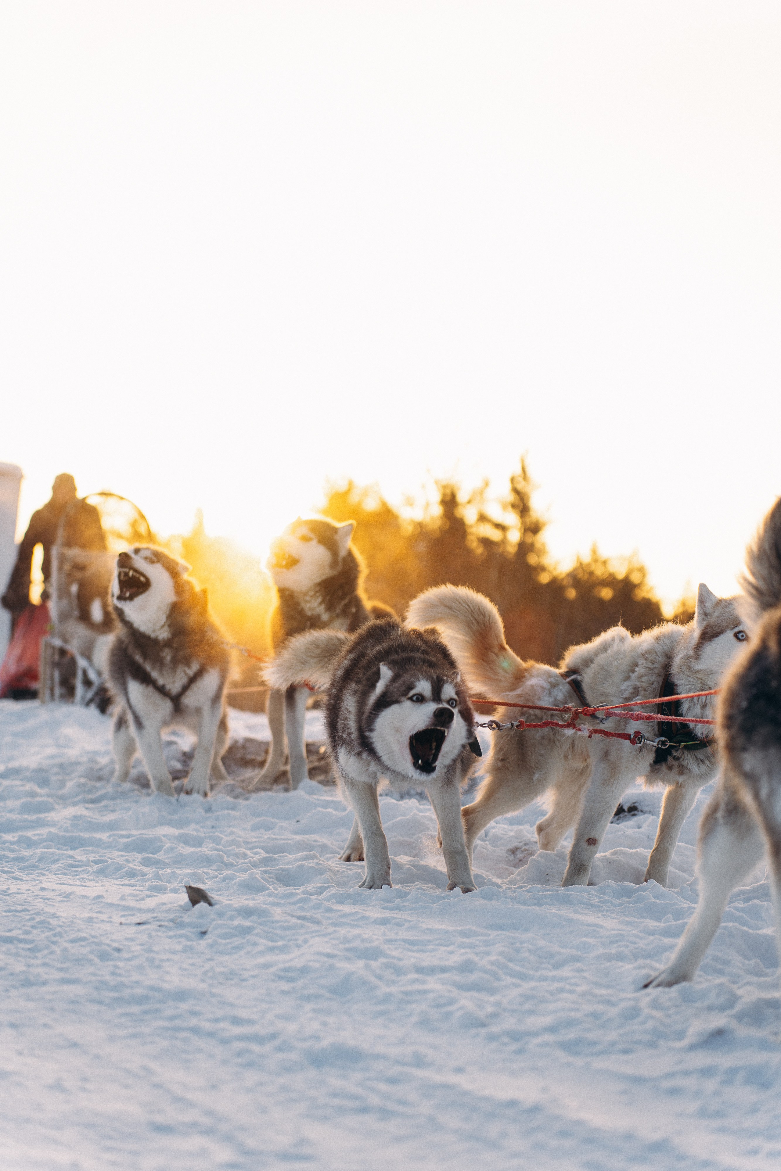 Animals. Николай Филиппов Event & Concert Photographer Москвf