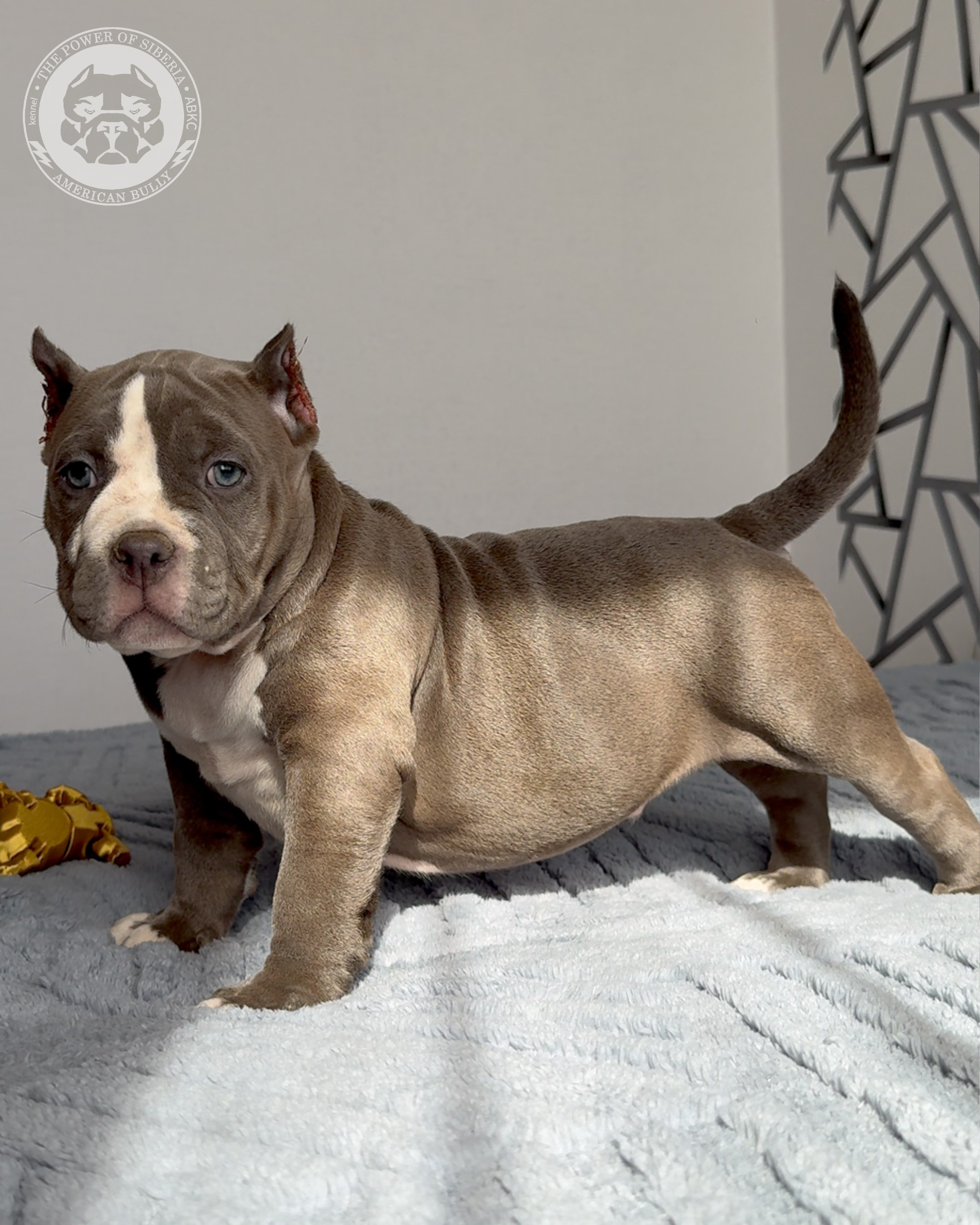 29.12.25-Терри-Локо. Американский Булли в г. Ростов-на-Дону. Питомник THE POWER OF SIBERIA