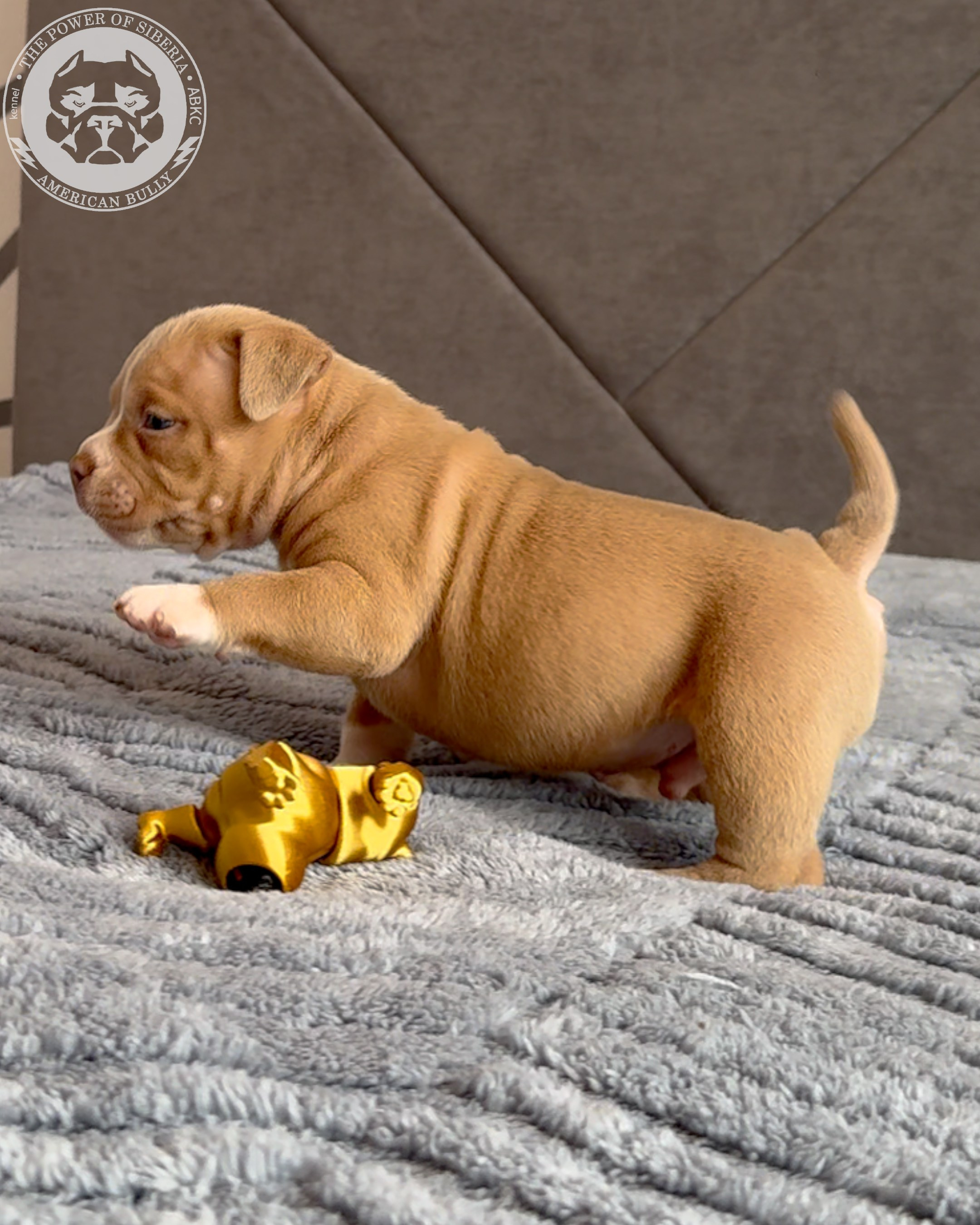 21.02.26-Мила-Турук. Американский Булли в г. Ростов-на-Дону. Питомник THE POWER OF SIBERIA