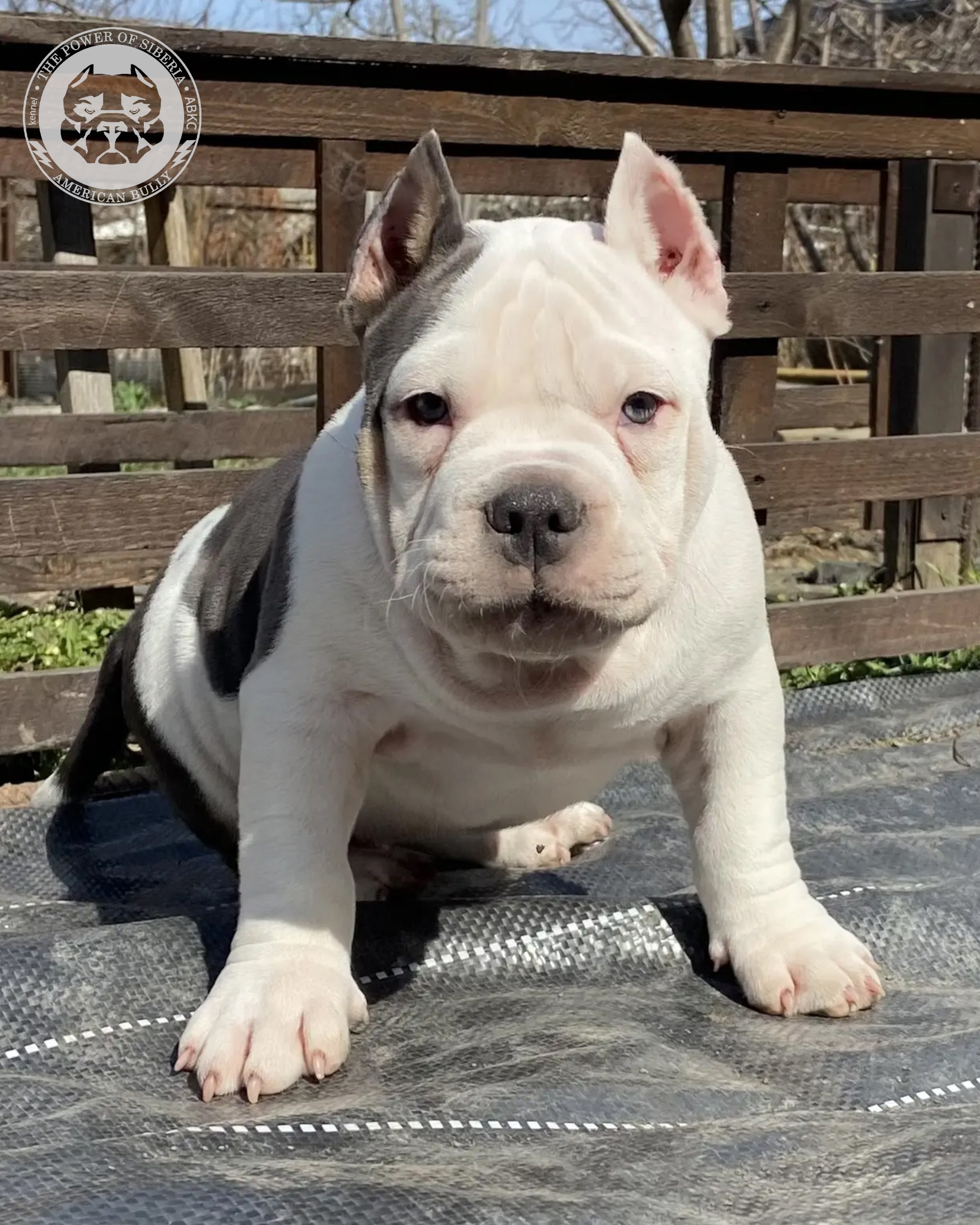 Свободные щенки Американский Булли, в типах покет, классик, стандарт. Американский Булли в г. Ростов-на-Дону. Питомник THE POWER OF SIBERIA