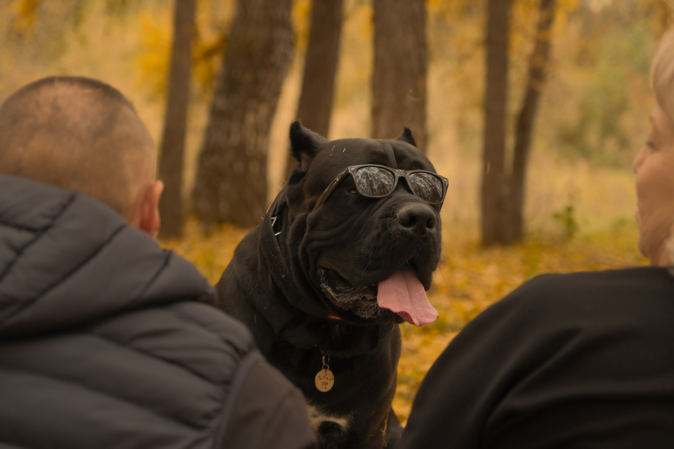 Рэм и компания. Фотограф-фотоловушка SunBuddy