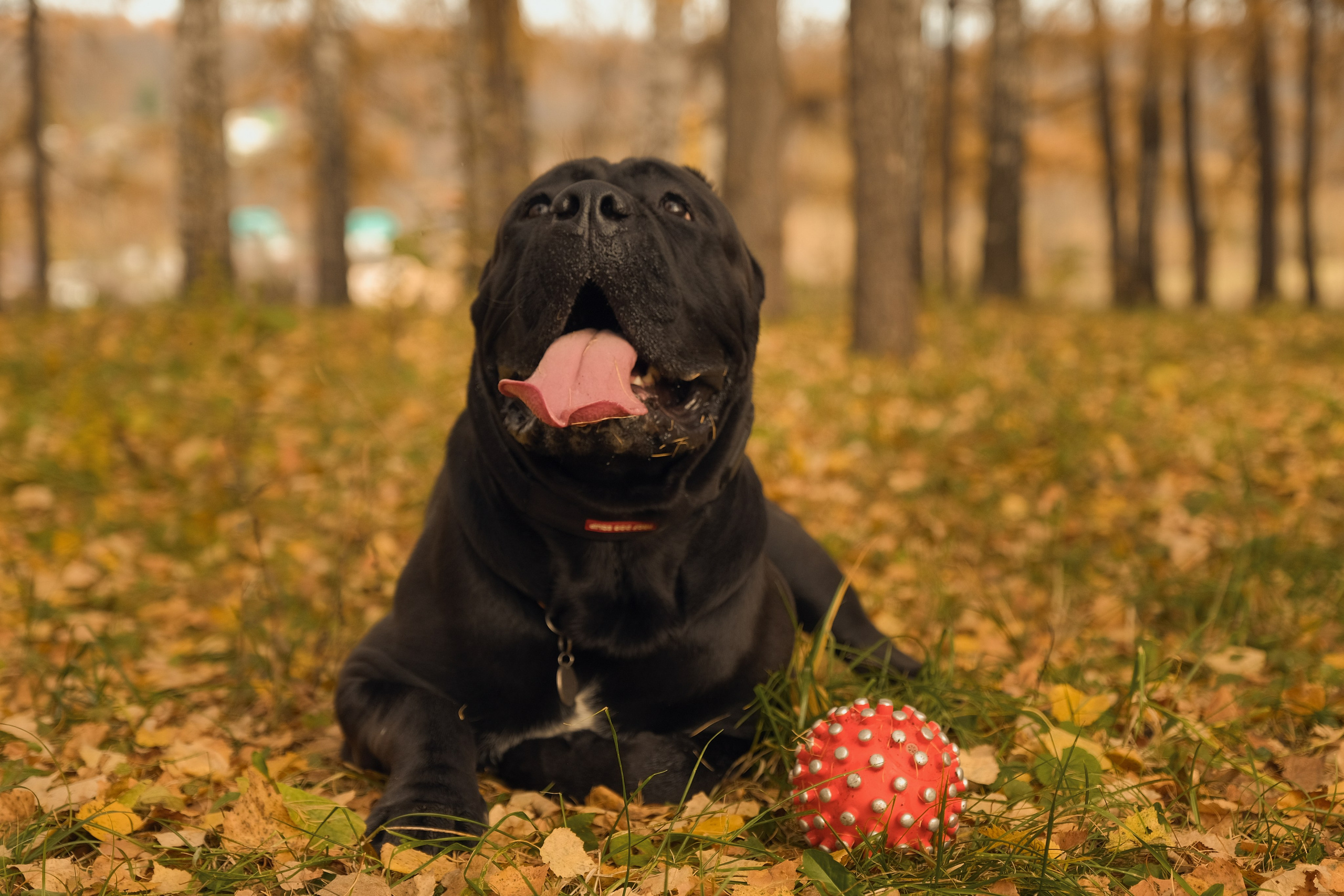 Рэм и компания. Фотограф-фотоловушка SunBuddy