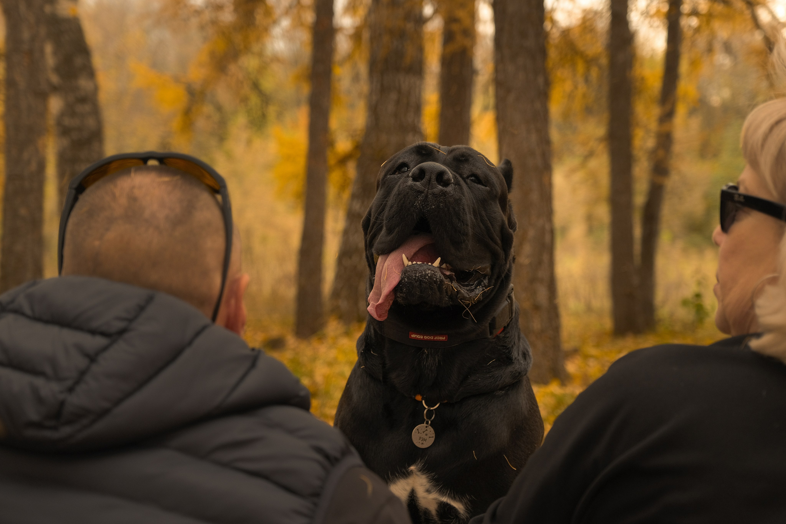 Рэм и компания. Фотограф-фотоловушка SunBuddy