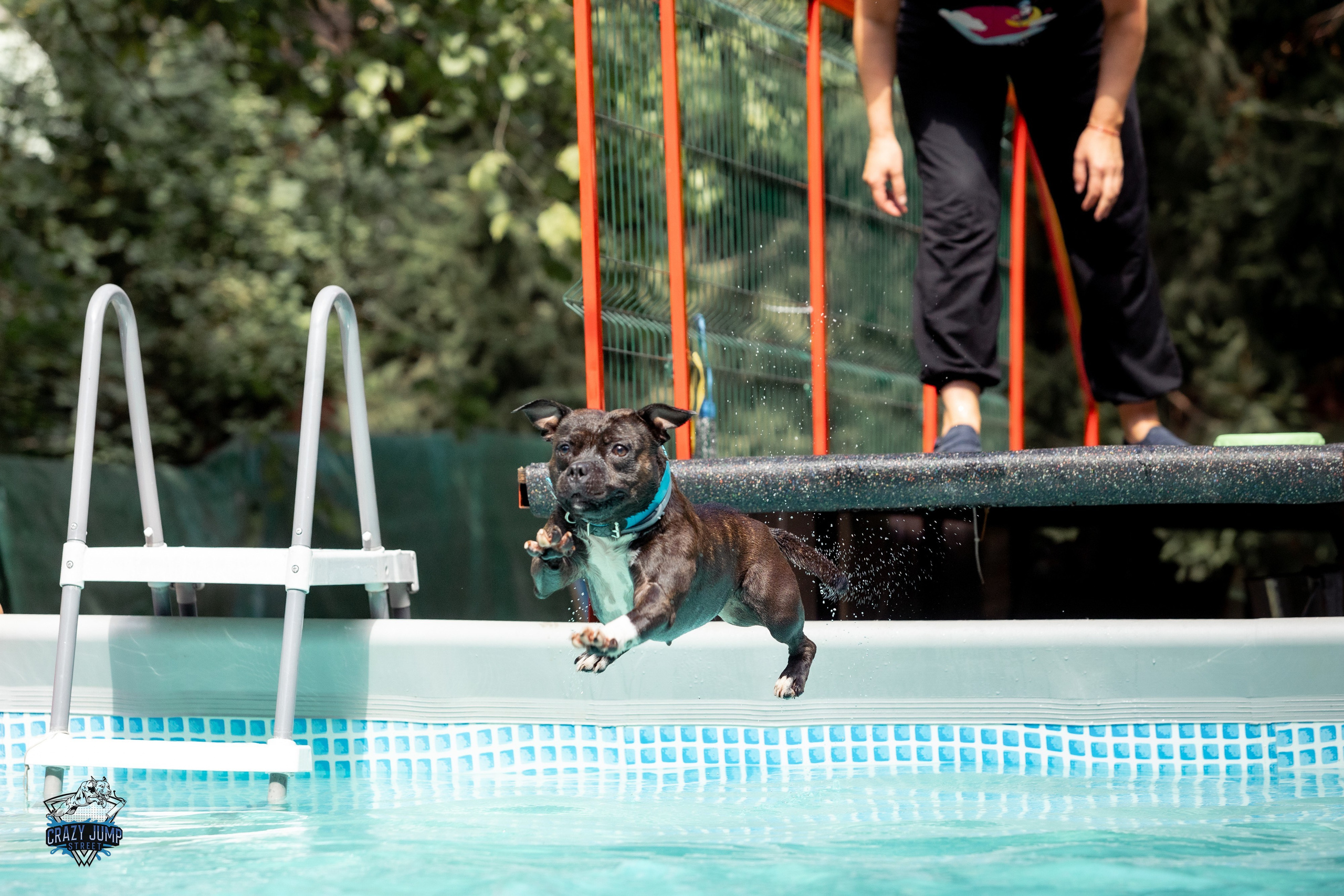 Собаки, спорт, Док дайвинг. Свадебный и репортажный фотограф в Москве и Московской области