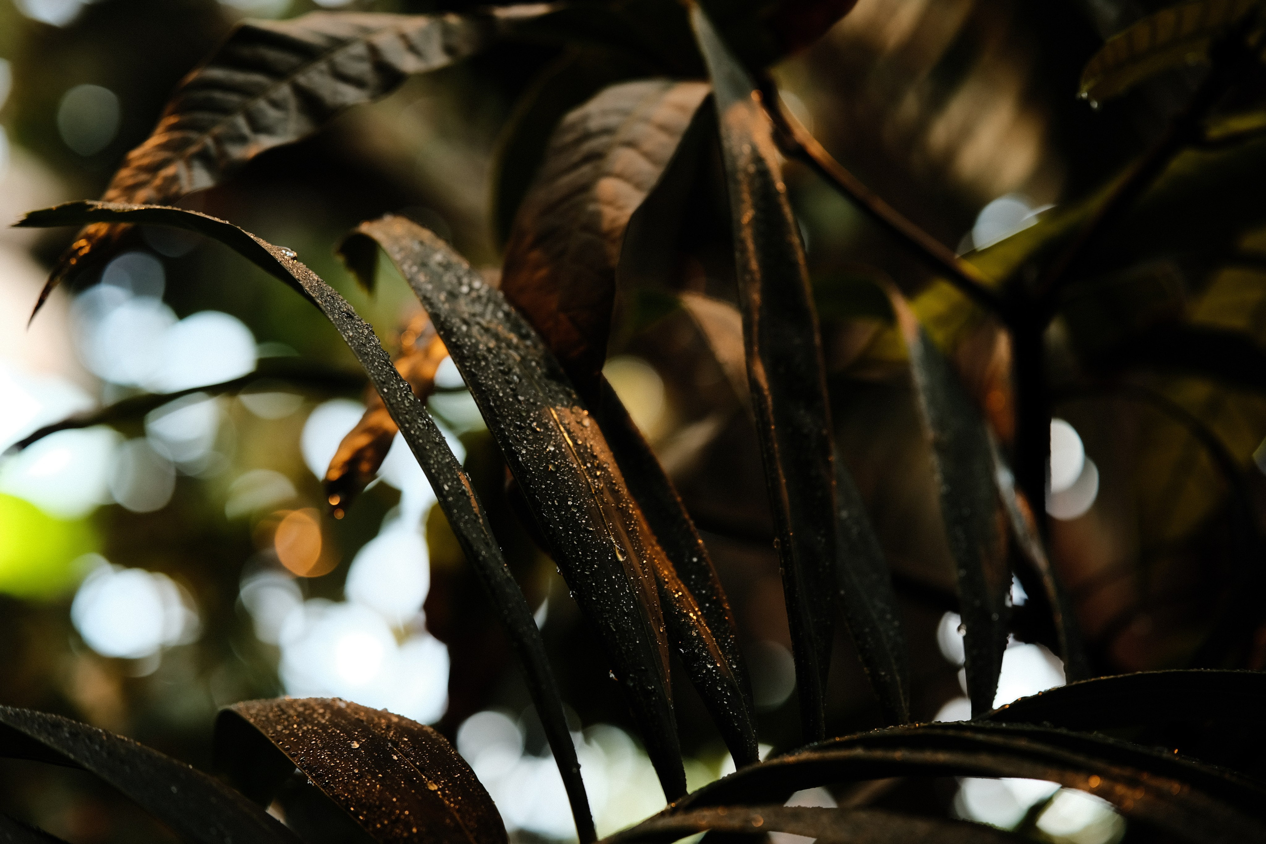 Аптекарский огород. Фотограф-любитель из Кирова Андрей Погребняк