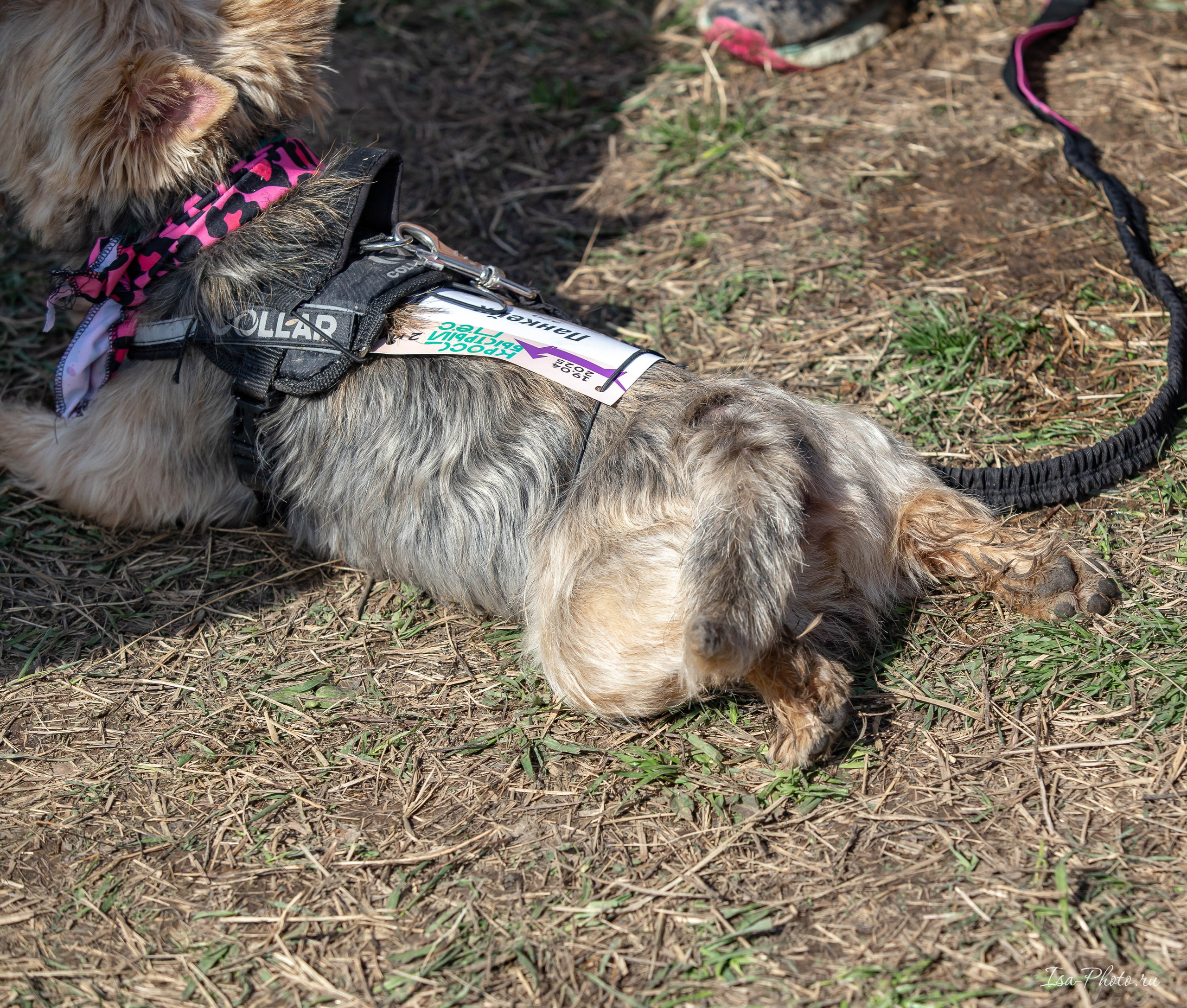 Кросс «Быстрый пёс» 2025. Репортажный фотограф в Москве