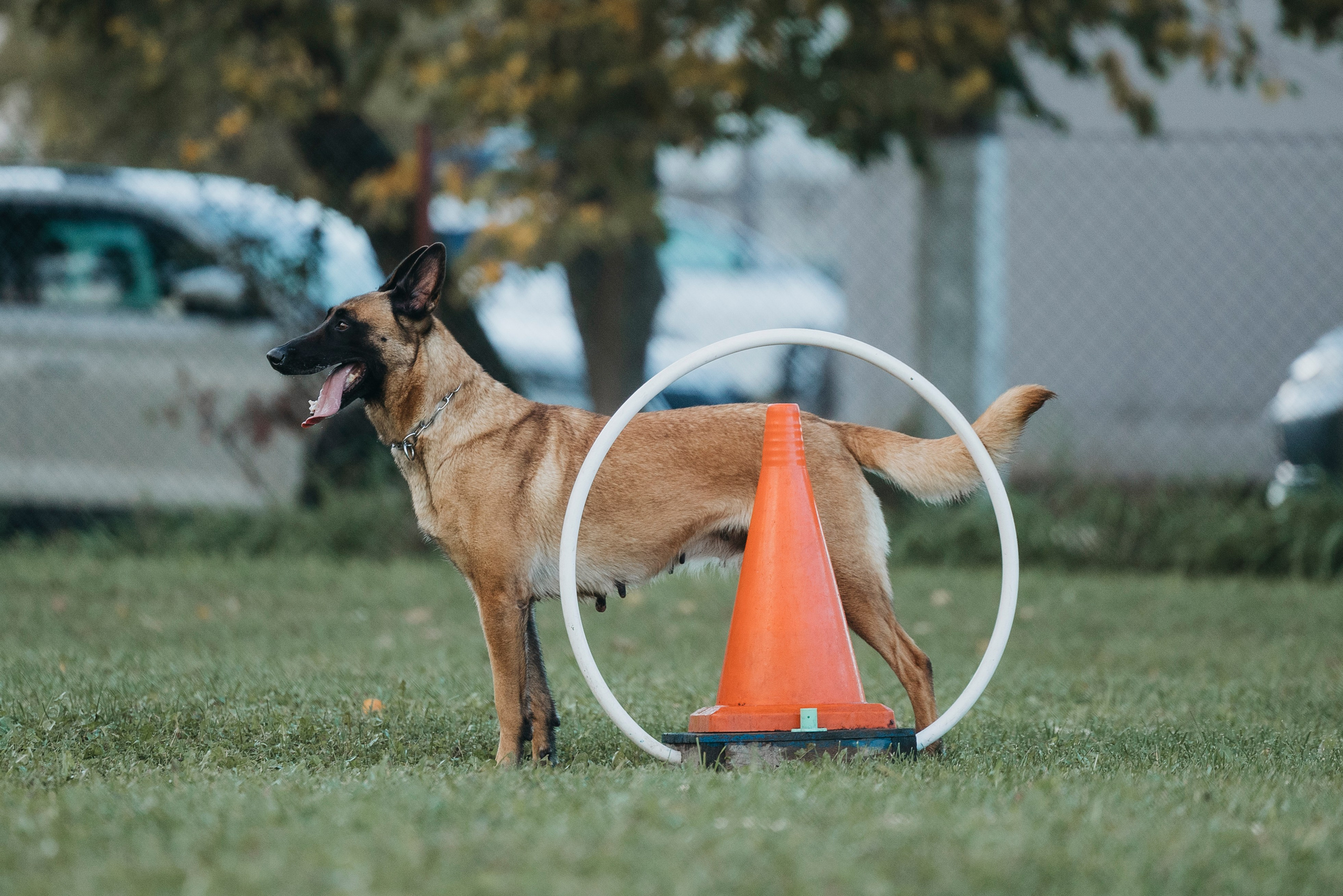 Испытания по мондьорингу г. Пушкин 29.09.2024. Фотограф-анималист Анна Маринич