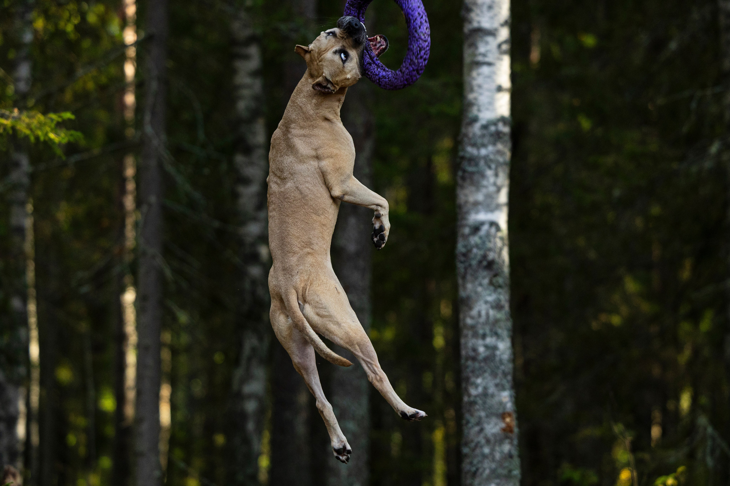 Фобос. Фотограф-анималист Анна Маринич