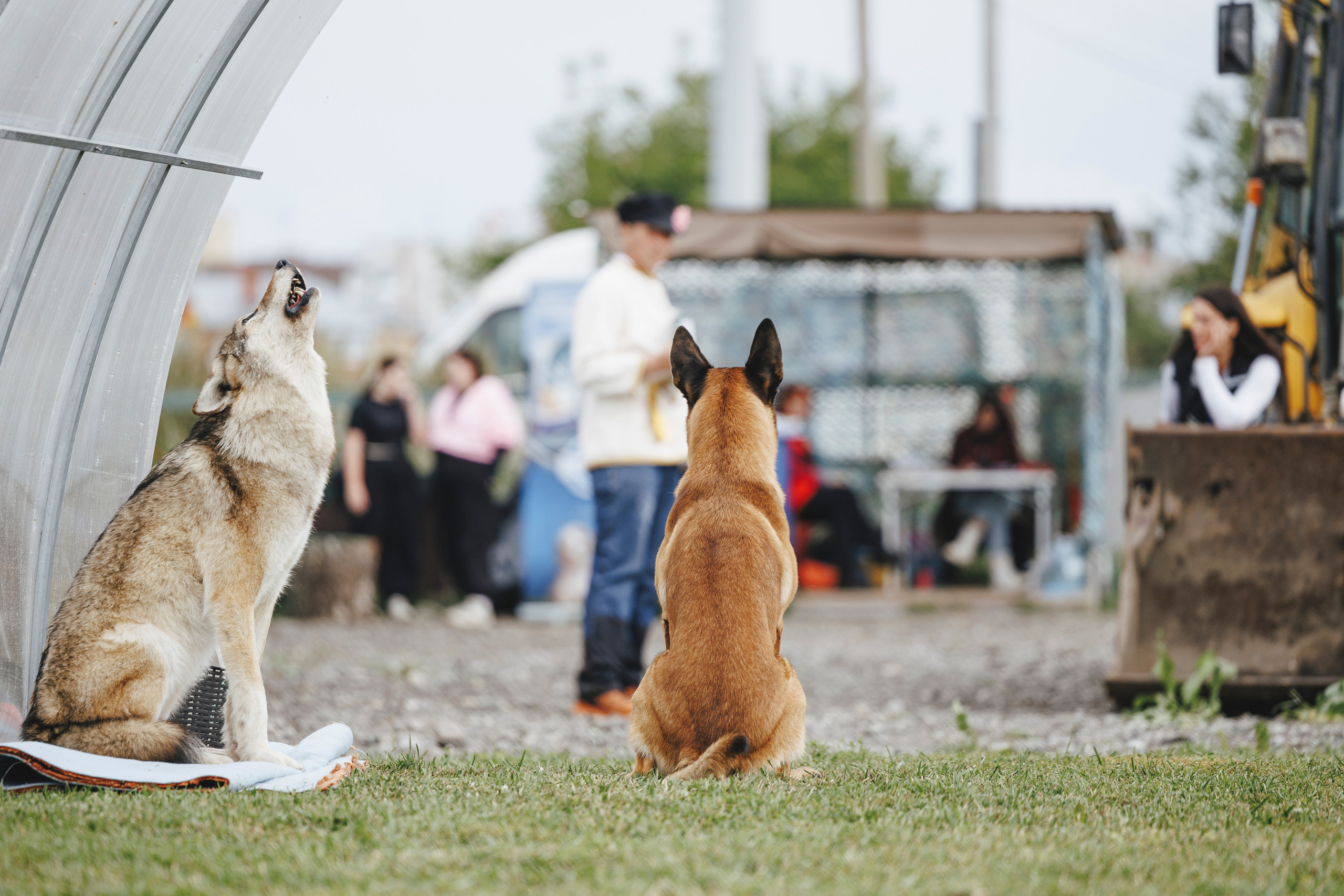 08.08.25-10.08.25 ЧР по мондьорингу г. Вологда. Фотограф-анималист Анна Маринич