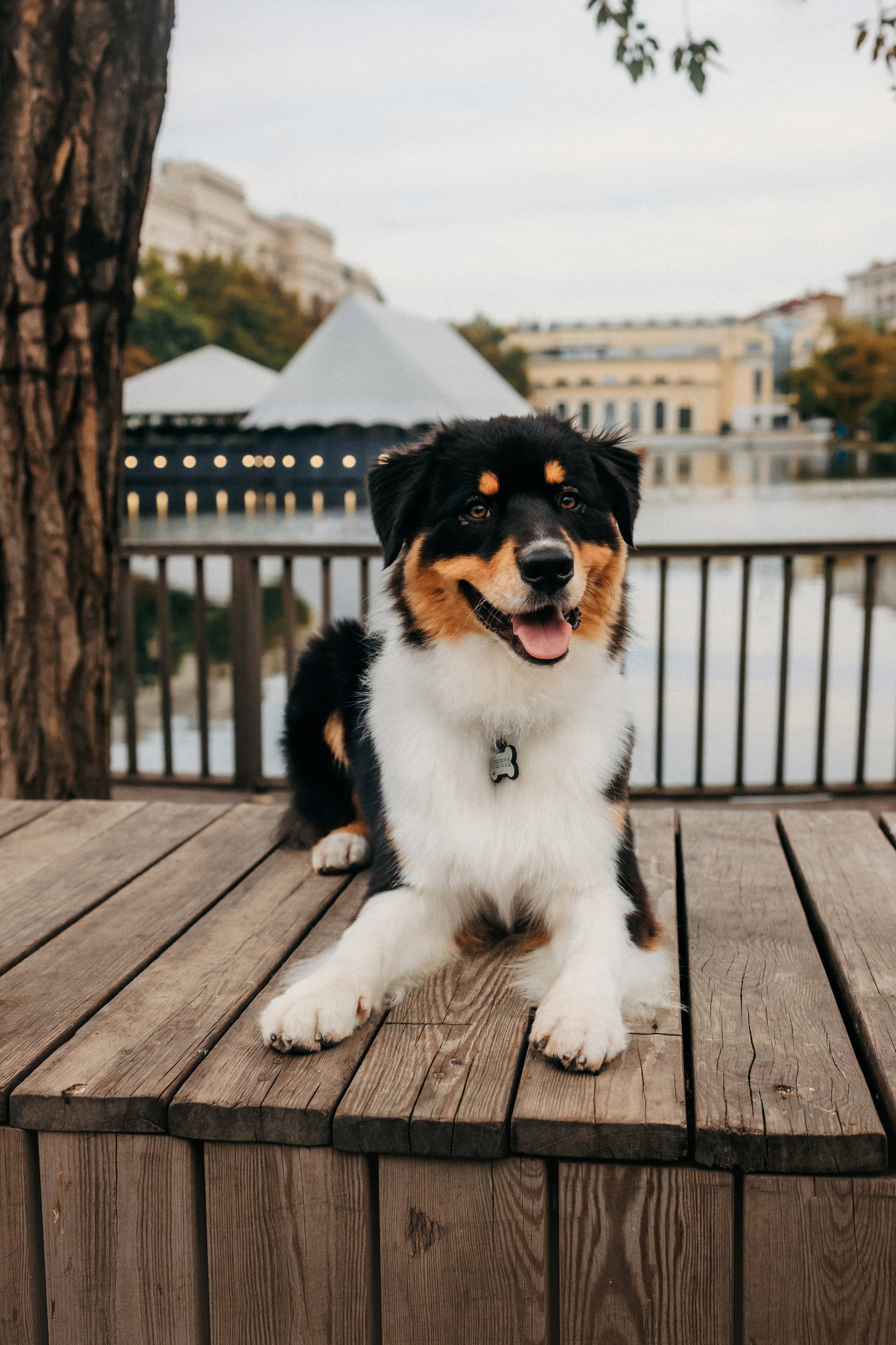 Лена и Рэй. Фотограф-анималист Елена Радченко, Москва