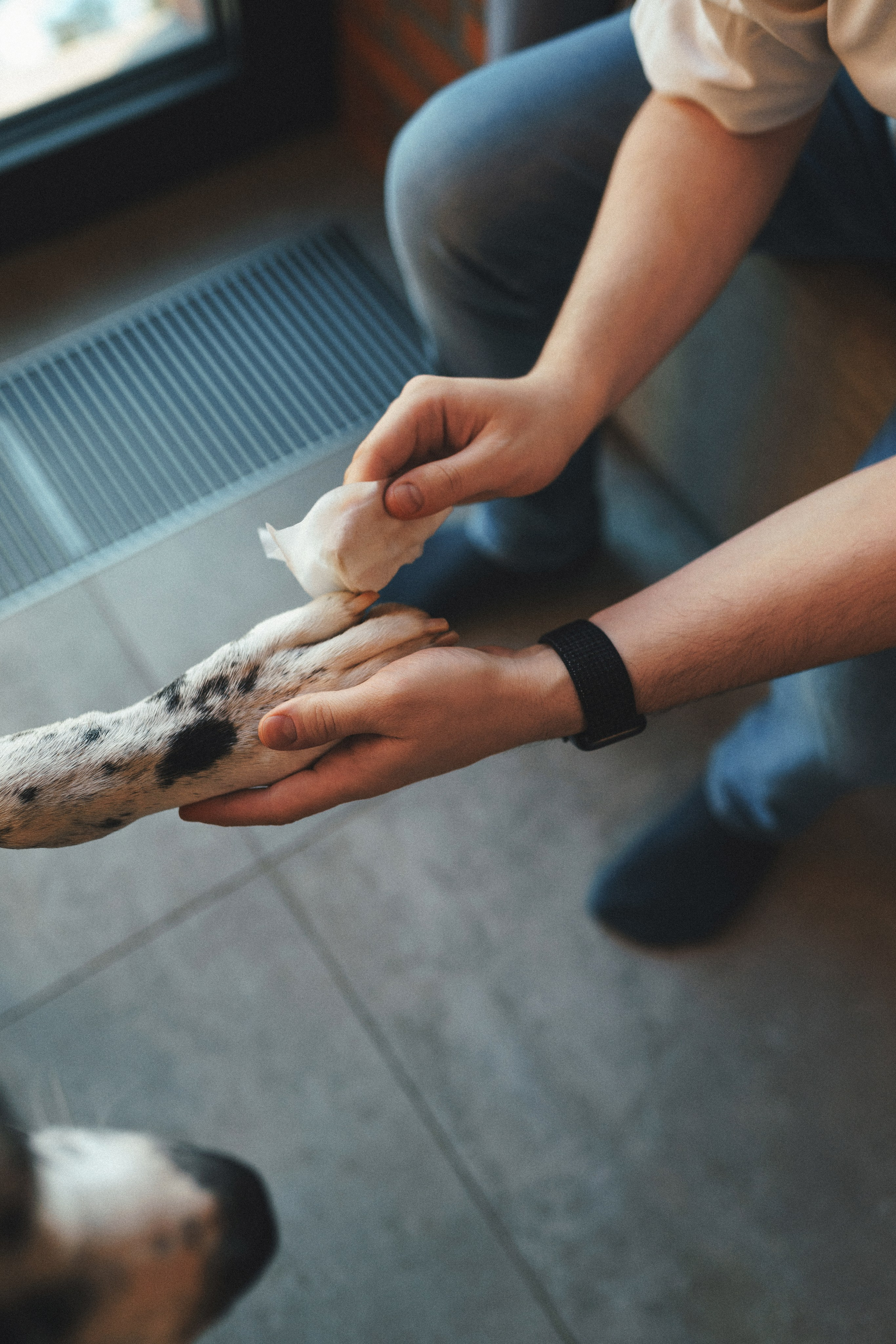 M-Pets. Фотограф анималист Осипчикова Мария