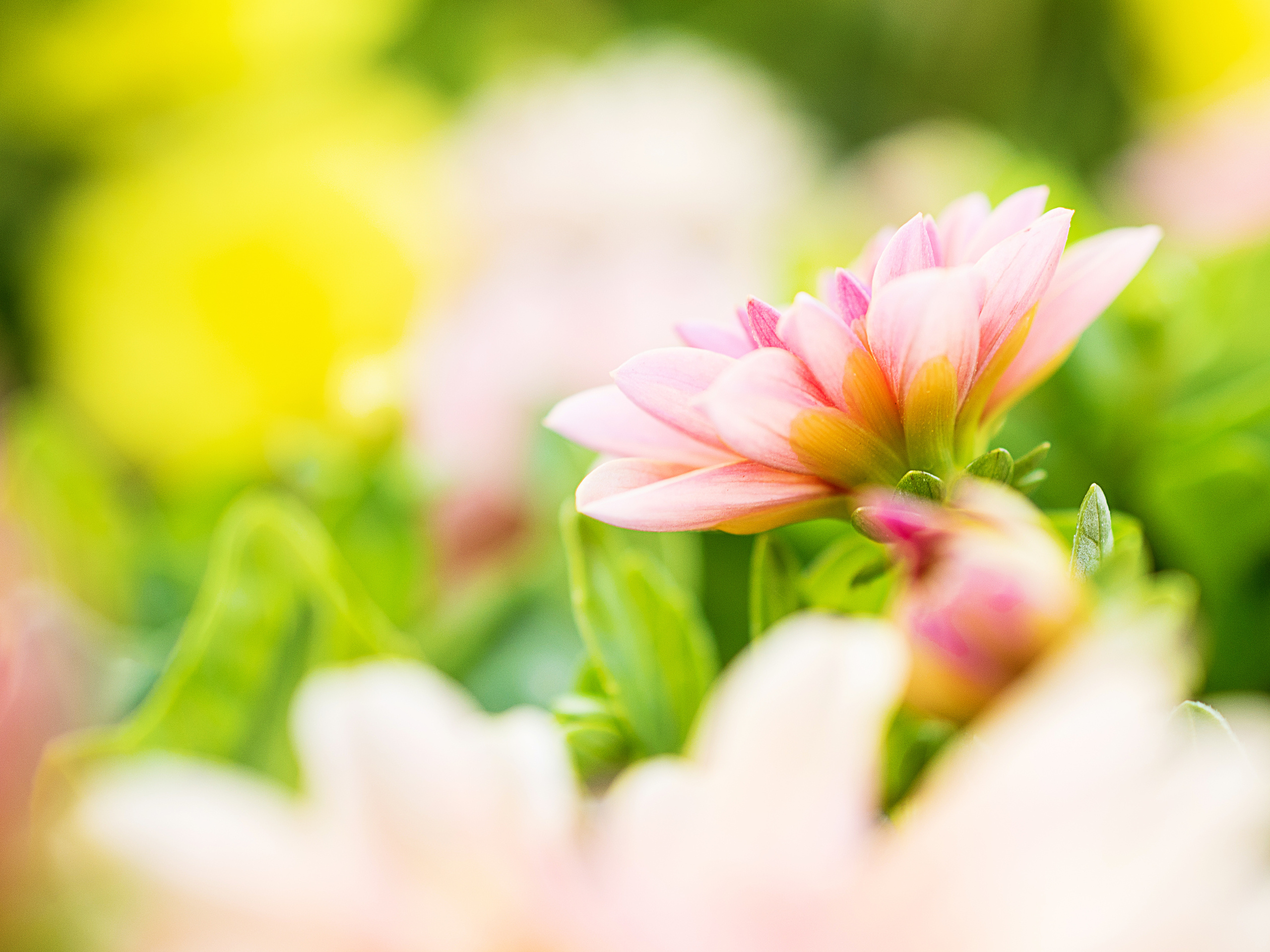 Осень в Севастополе. Цветущие Георгины. Фотограф в Москве, Оксана Ребристая
