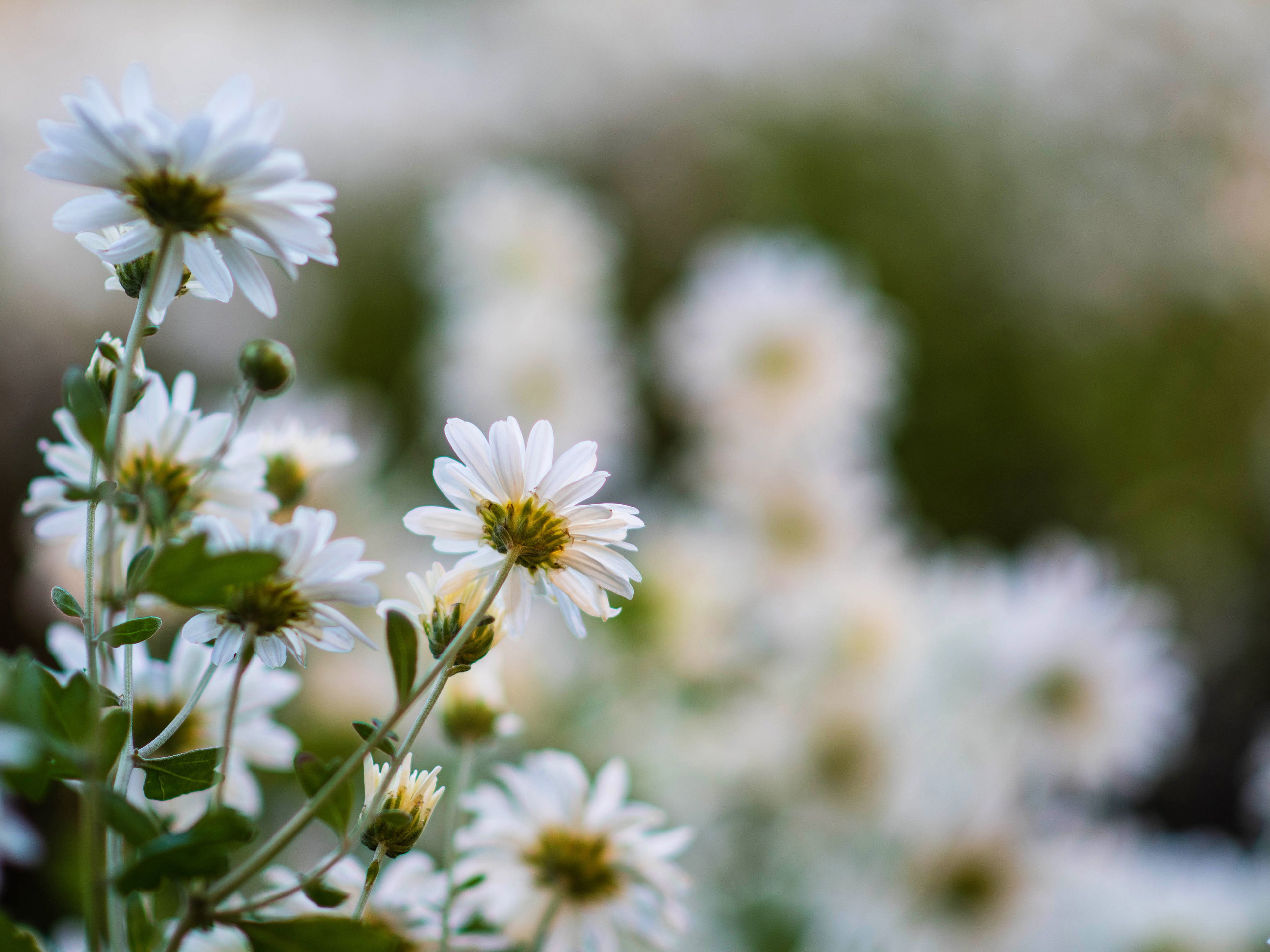 Октябрь. Фотограф в Москве, Оксана Ребристая