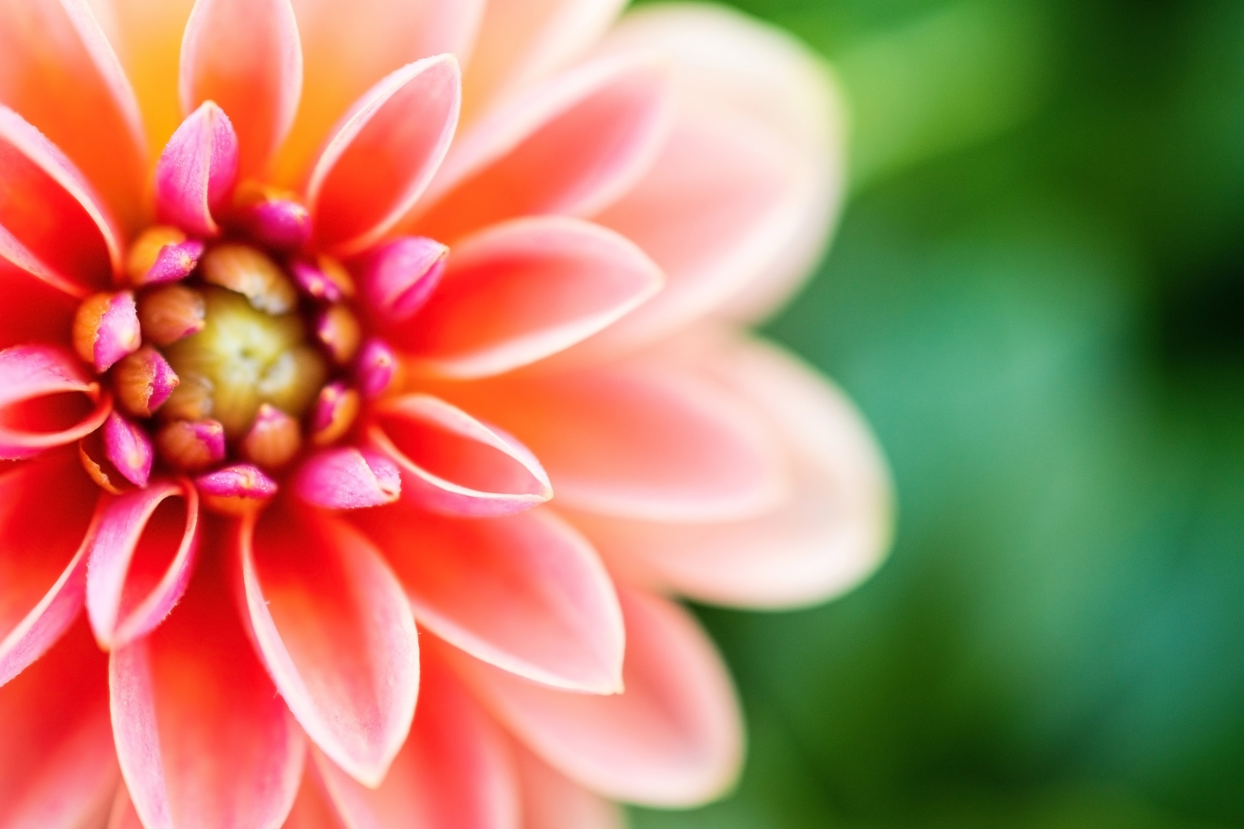 Осень в Севастополе. Цветущие Георгины. Фотограф в Москве, Оксана Ребристая