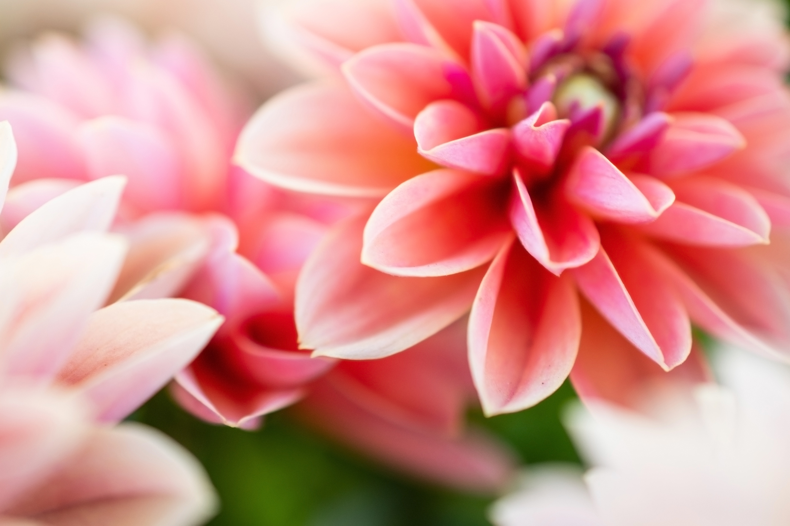 Осень в Севастополе. Цветущие Георгины. Фотограф в Москве, Оксана Ребристая