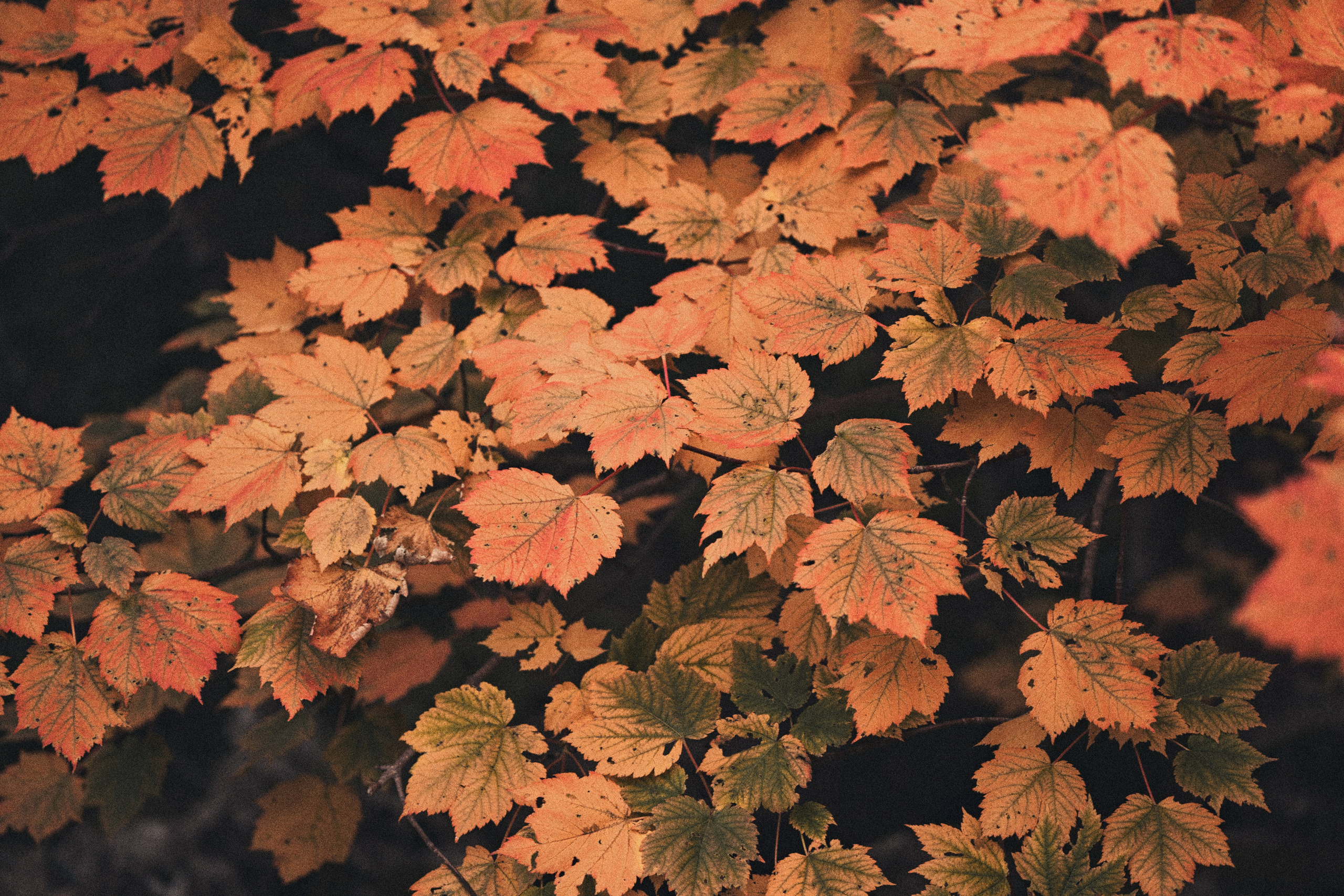 Фото поход на медвежью гору. Фэшн-фотография и портреты в Владивостоке. Превращаю съёмку в повествование — создаю образы с сюжетом, которые остаются в памяти