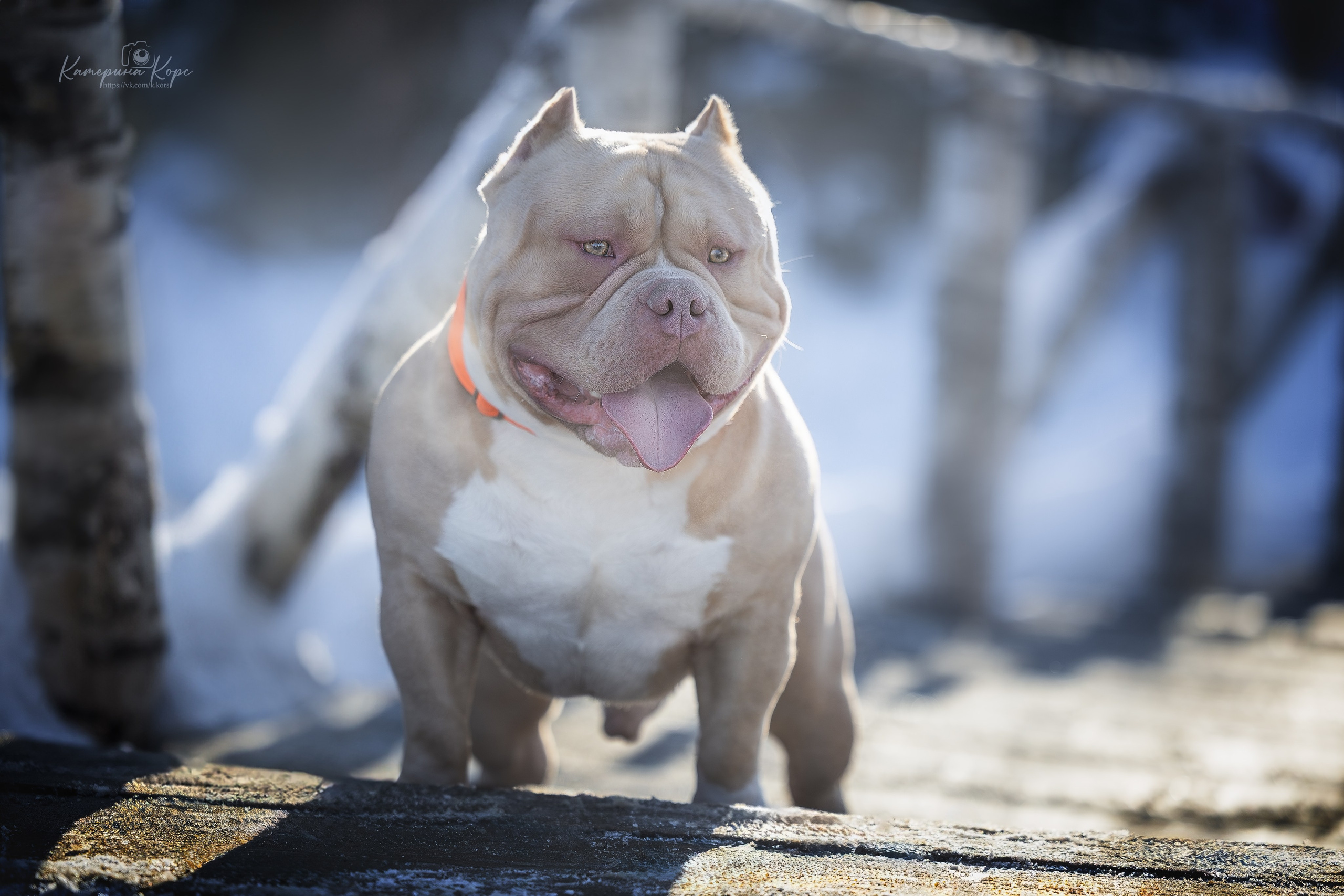 Американский булли A&A Эмир. Главная