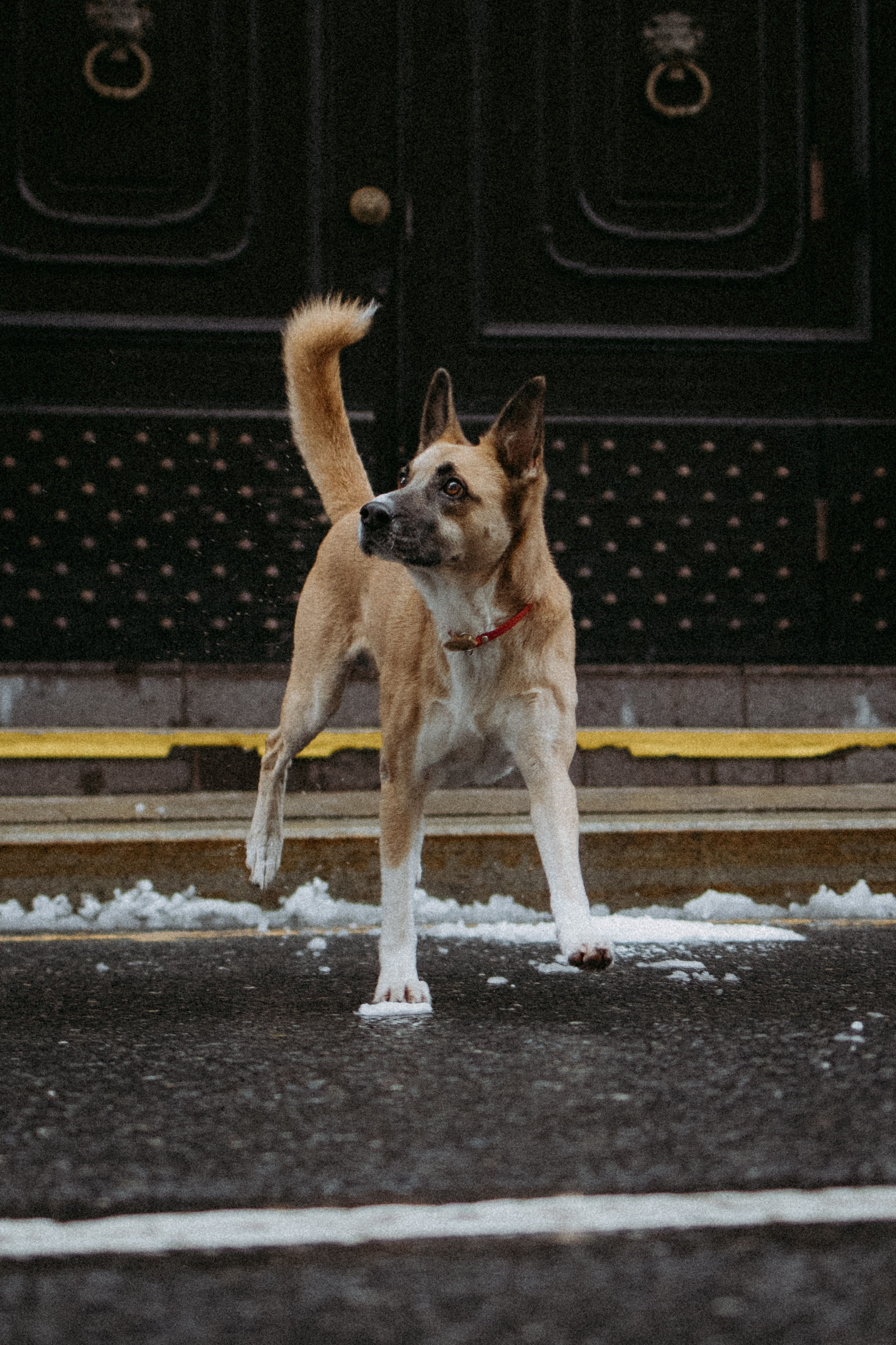 Саша, Ксюша и их банда. Фотораф — анималист Мария Шистка