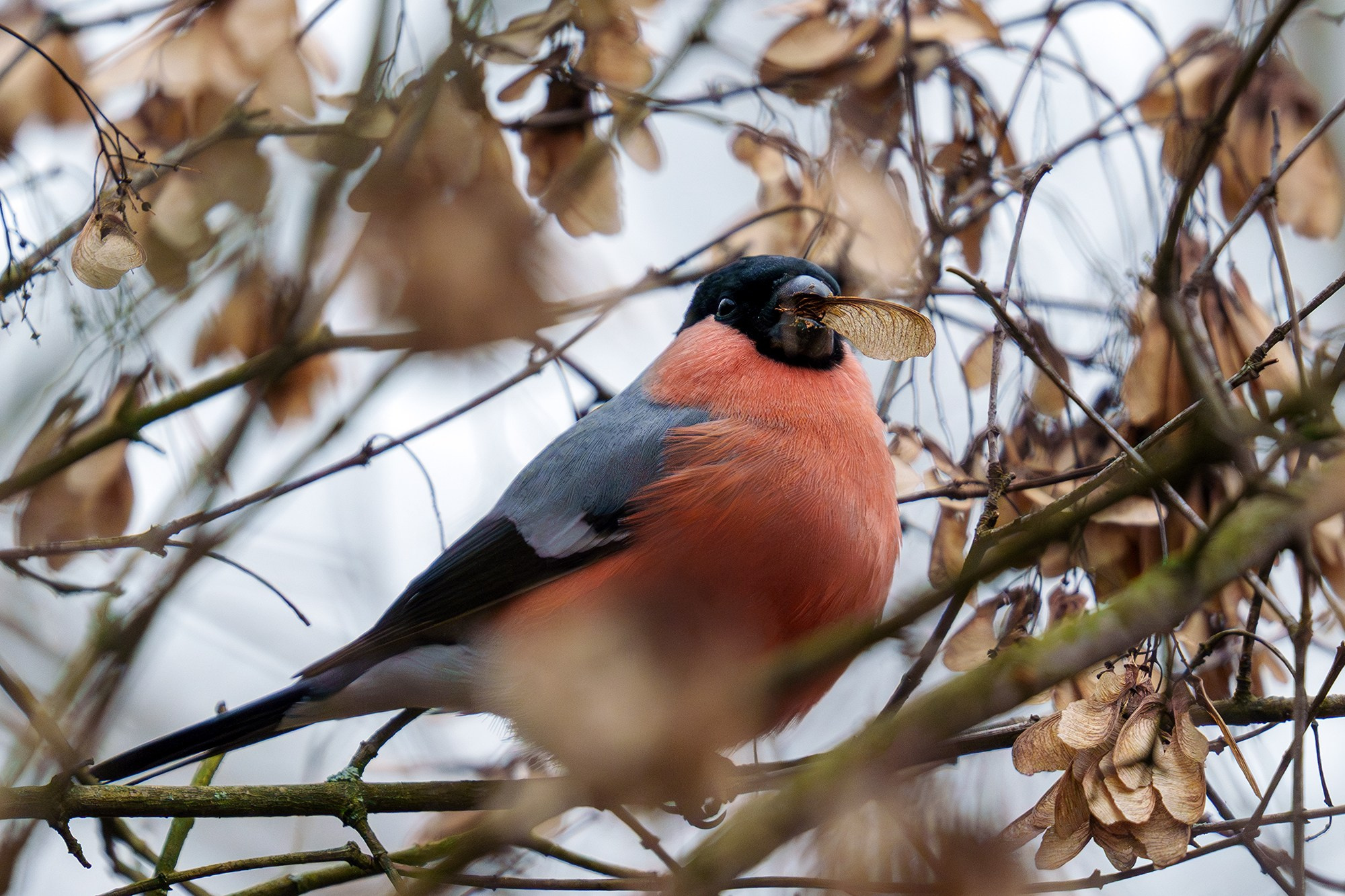 Удивительные мир птиц. Вокруг нас столько прекрасного — присмотритесь!. Ваш личный фотограф Марина Волкова