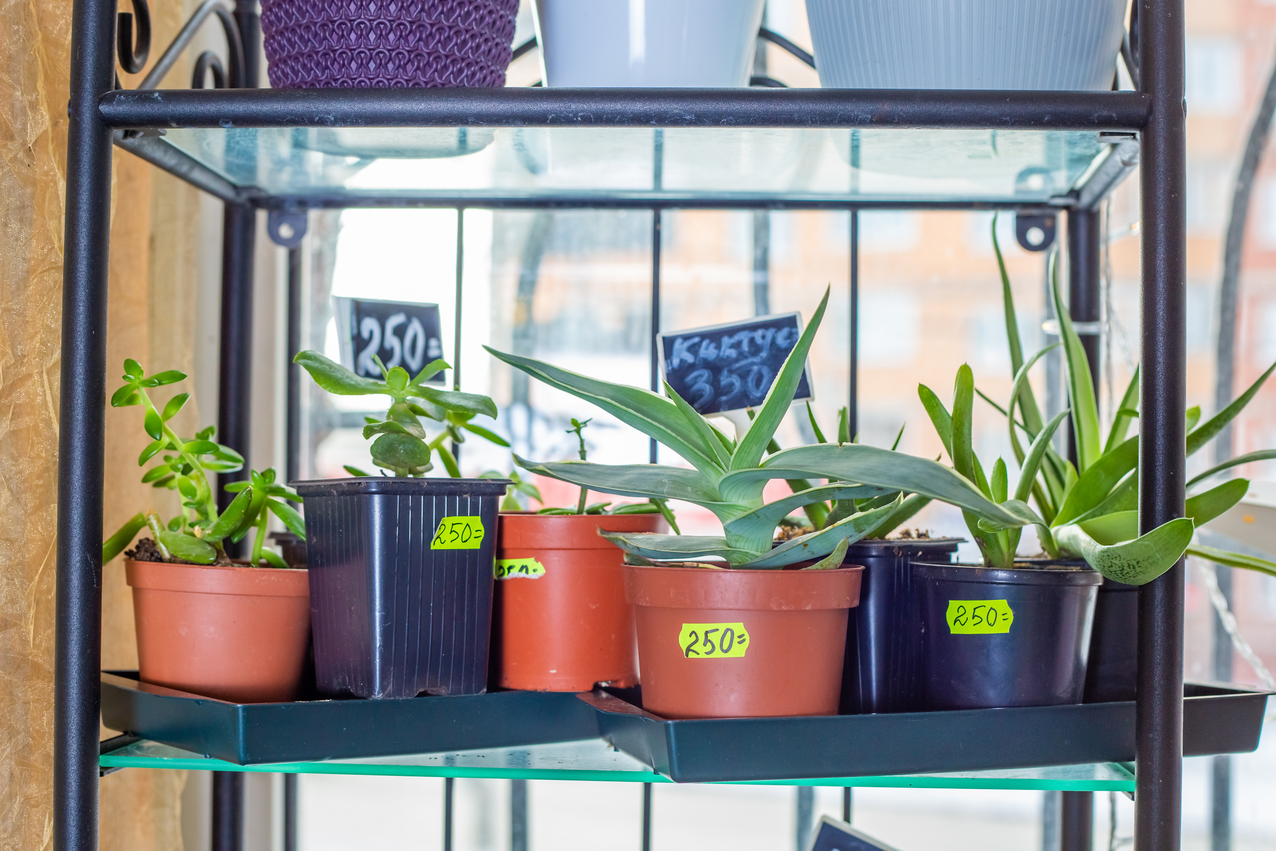 Фотоконтент для цветочного магазина. Галина Шарапова Детский и семейный фотограф Москва