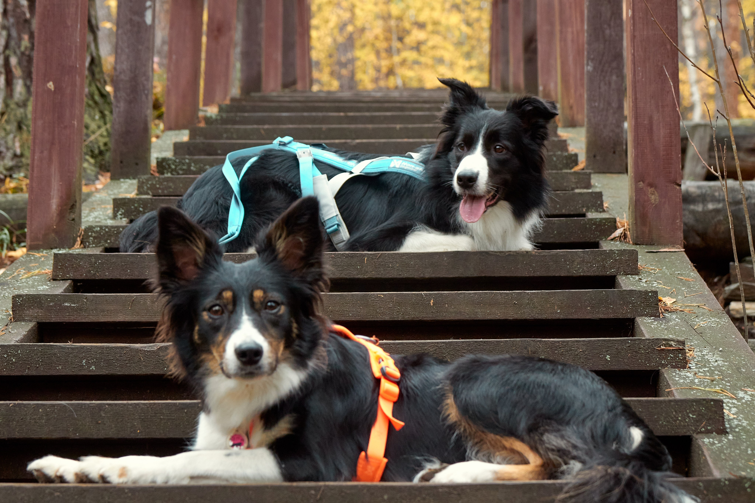 Фотосъёмка животных. Предметный и репортажный фотограф Алексей Кротов