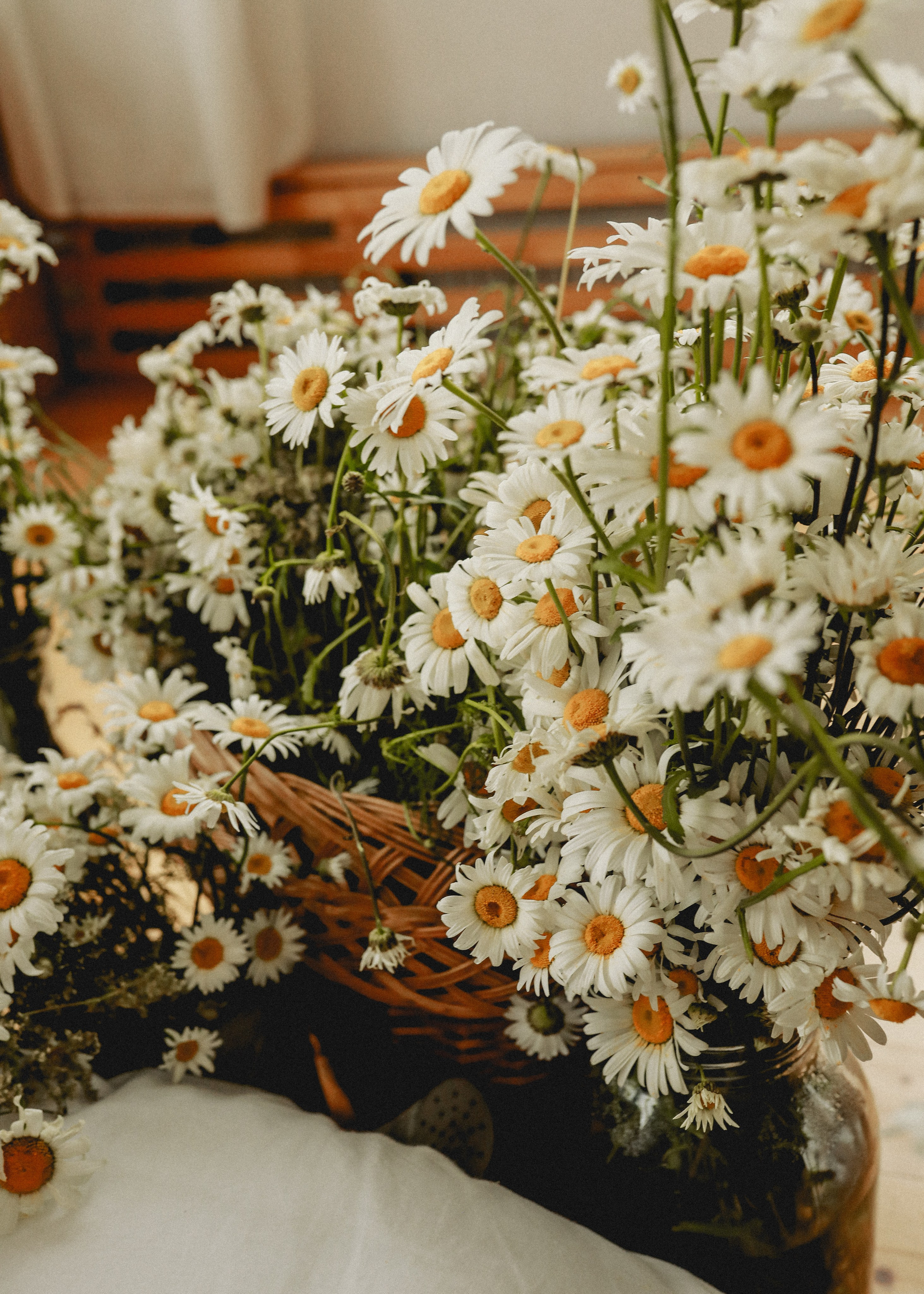 Дочки-матери