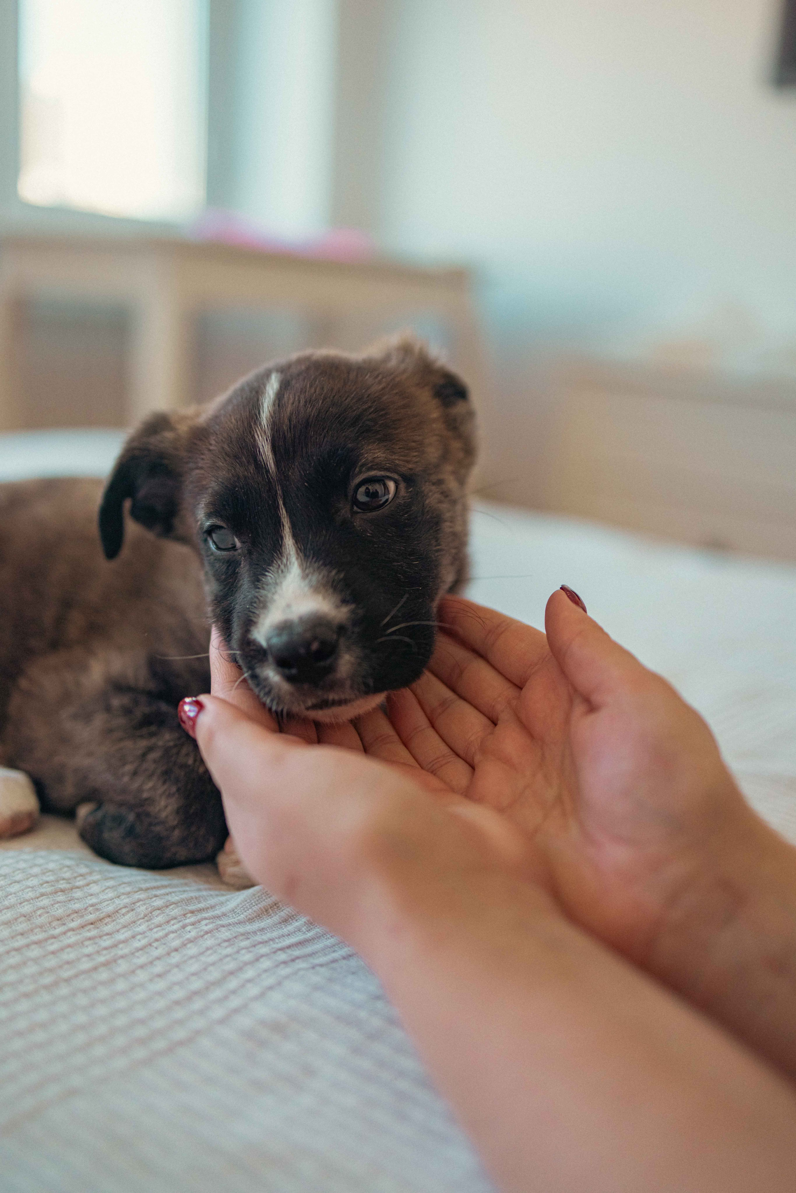 Гайка. Фотограф-анималист в Москве Лера Черноног