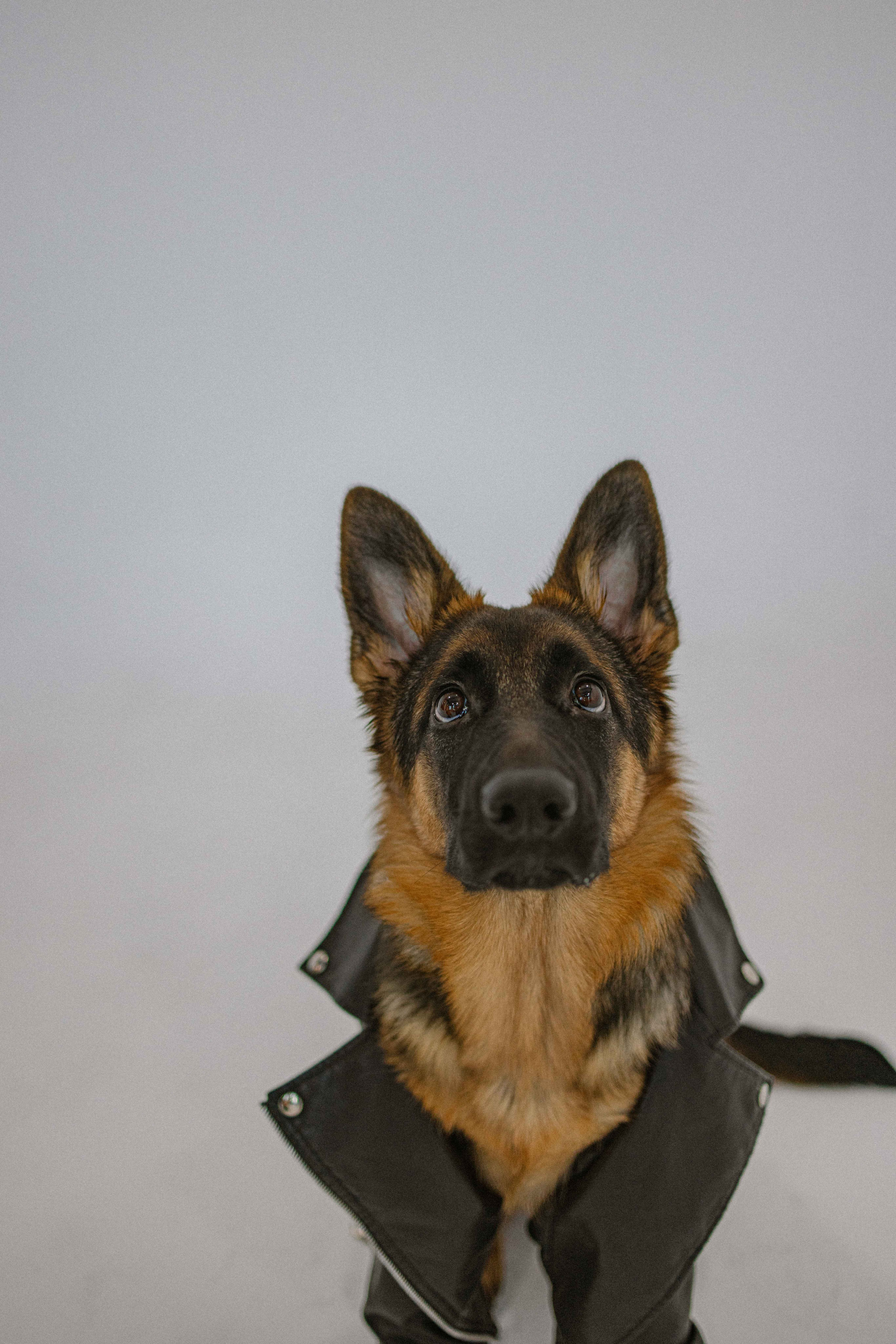 Ася и Буся. Фотограф-анималист в Москве Лера Черноног