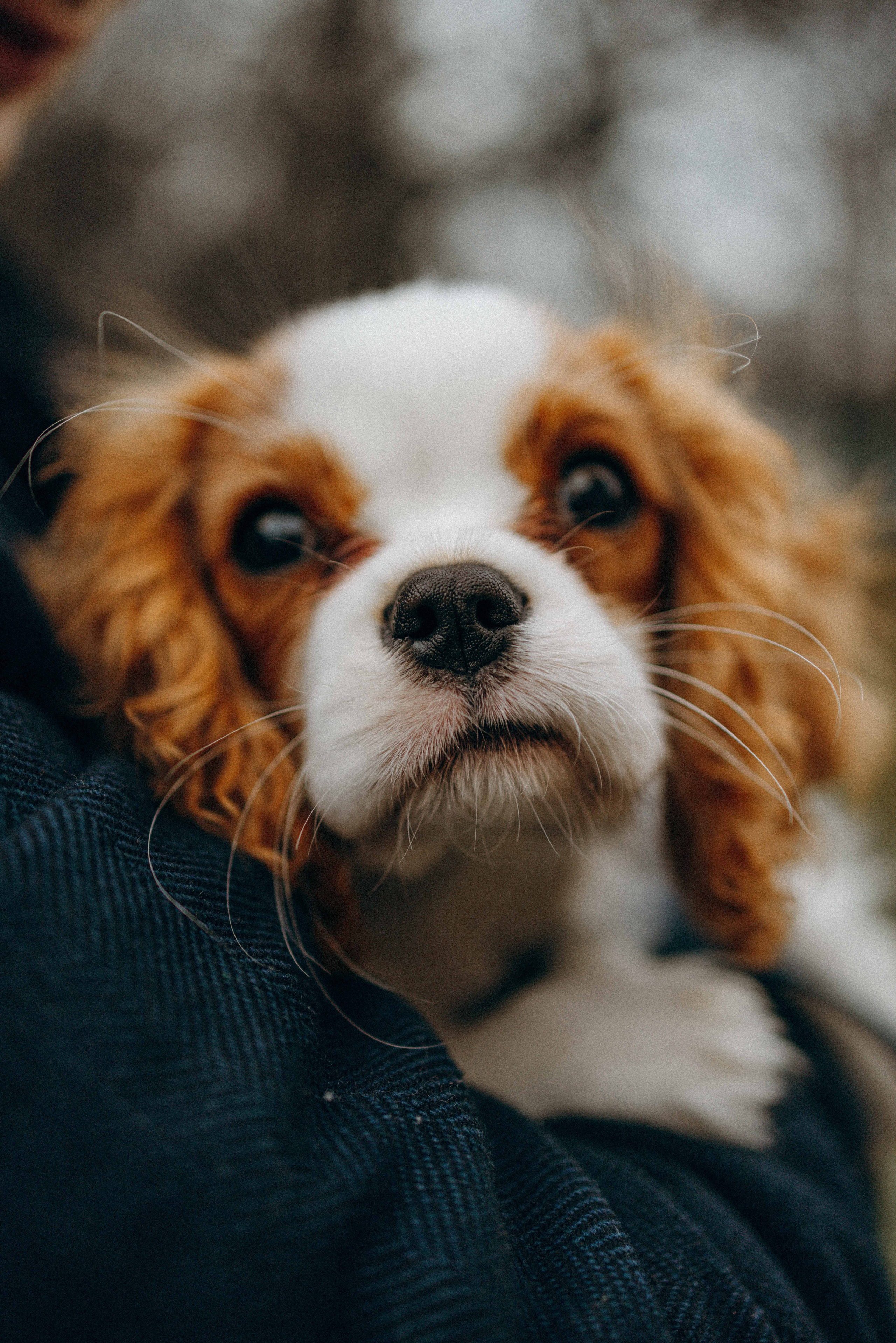 Юля и Кипр. Фотограф-анималист в Москве Лера Черноног