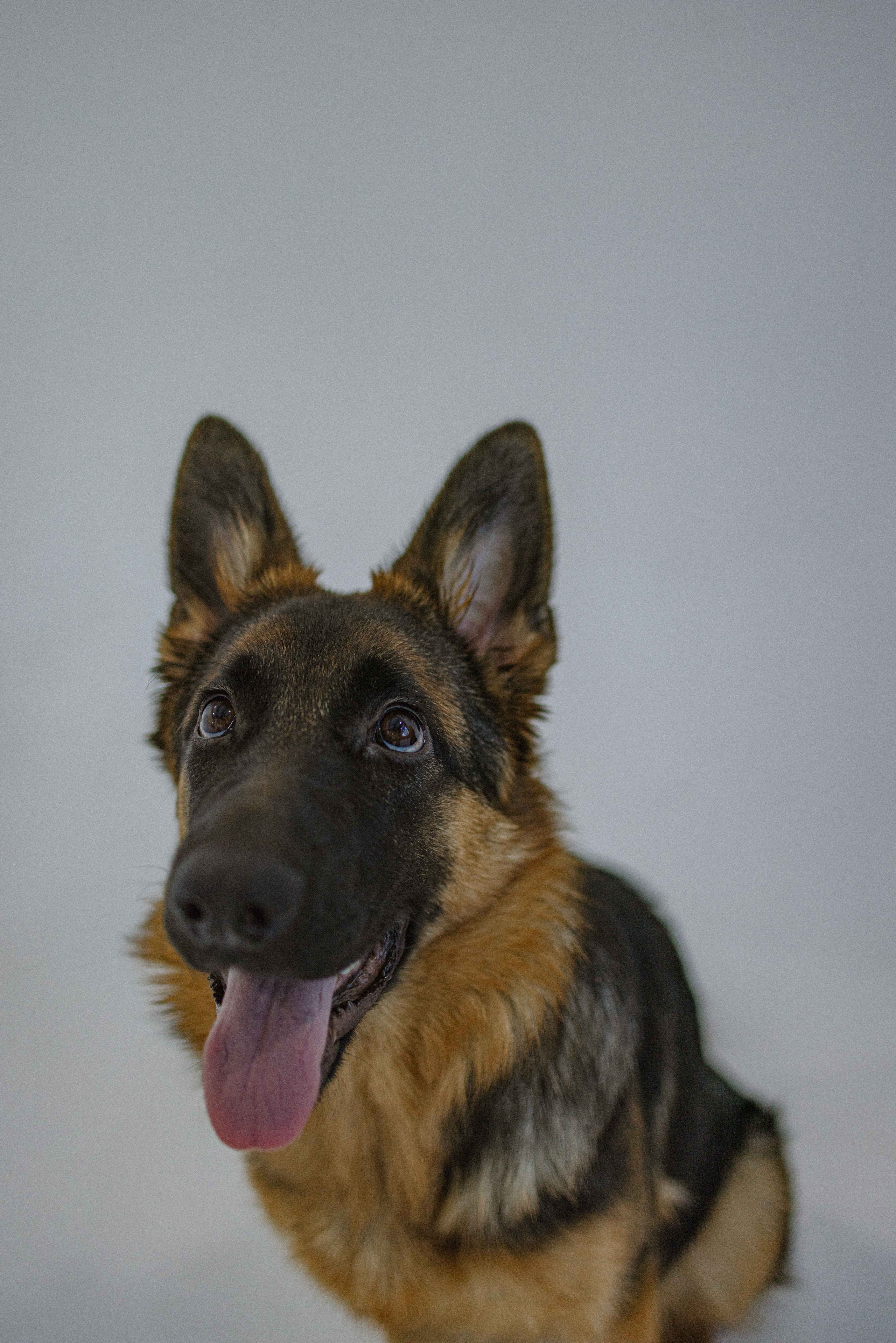 Ася и Буся. Фотограф-анималист в Москве Лера Черноног