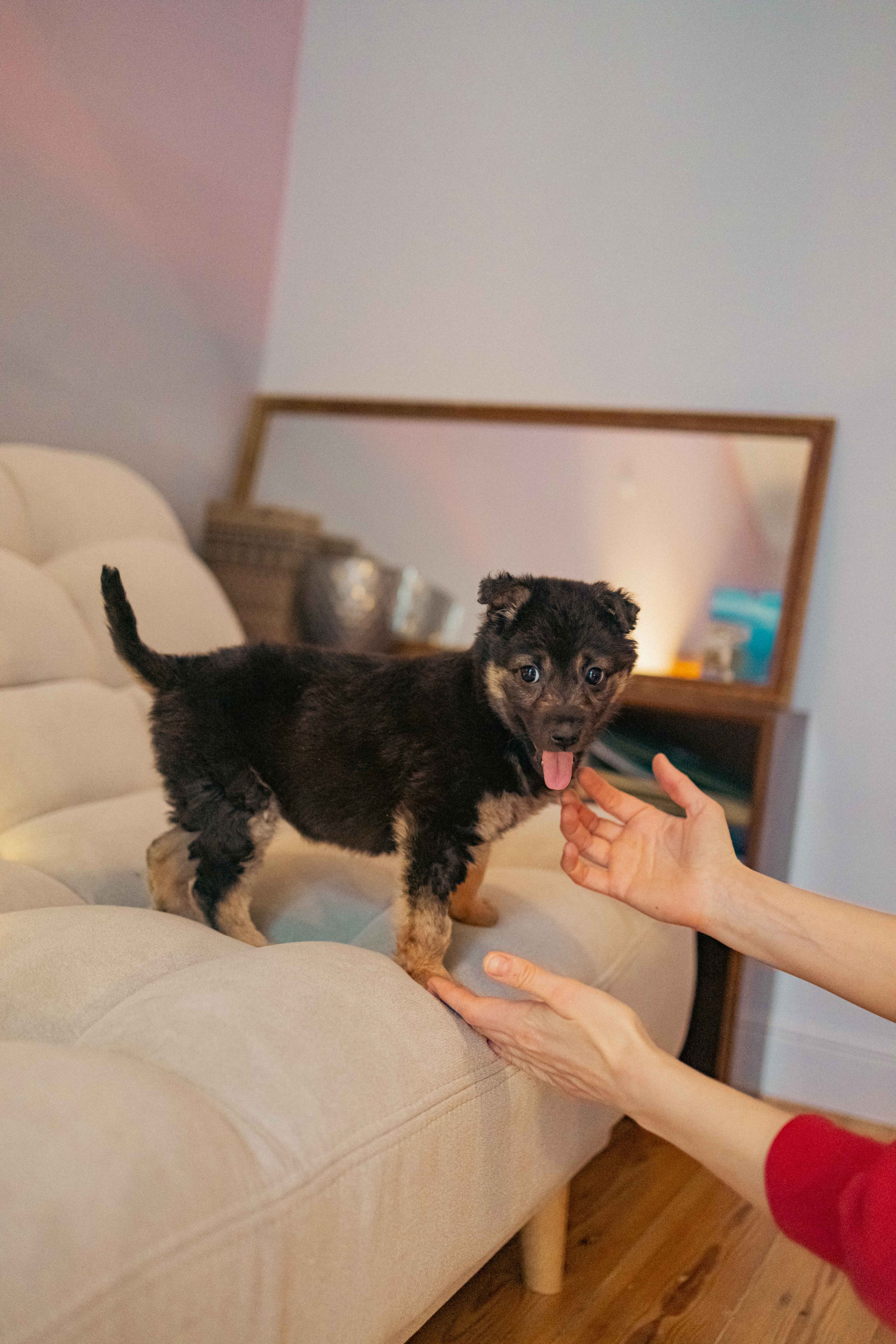 Пеппа. Фотограф-анималист в Москве Лера Черноног