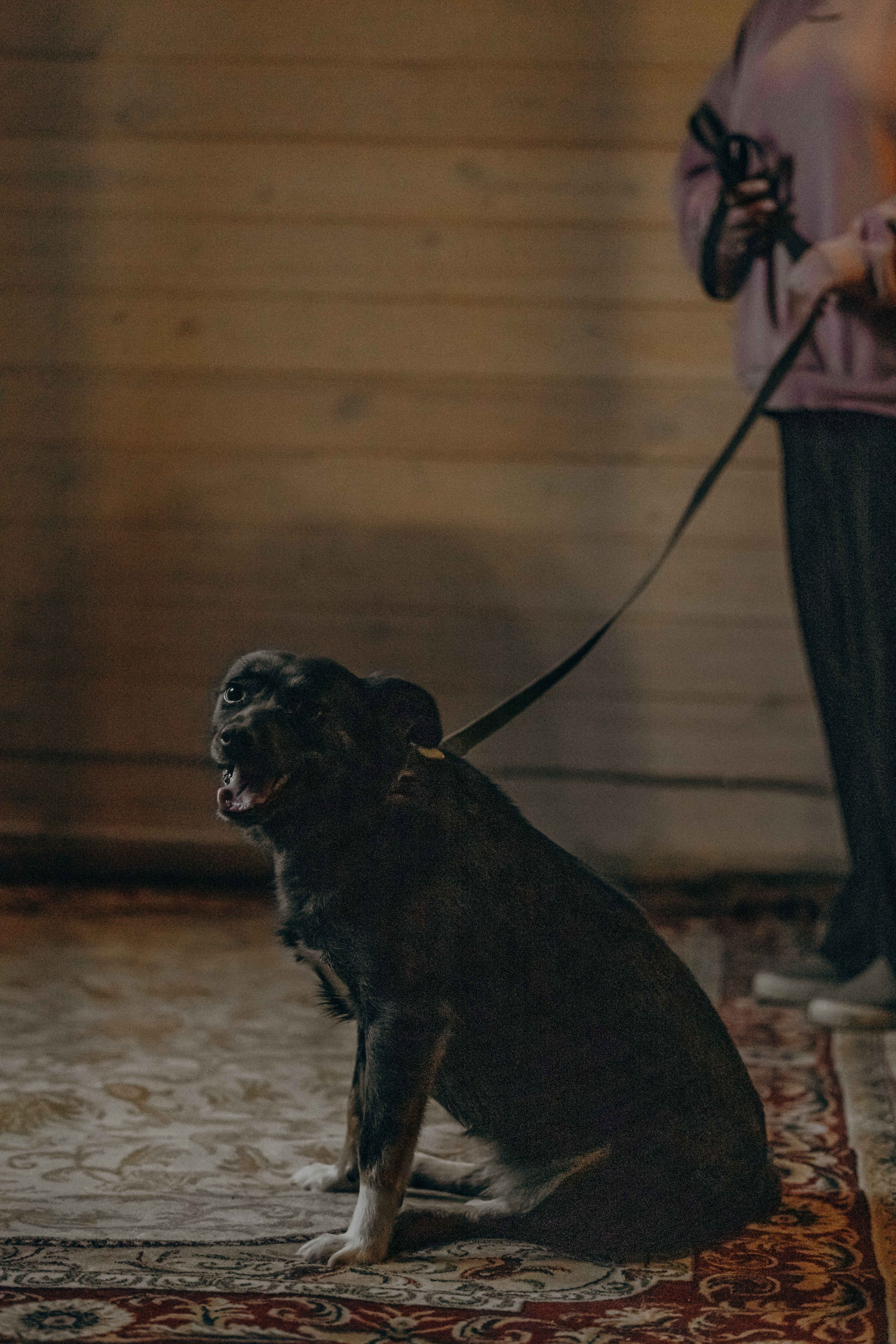Передержка. Фотограф-анималист в Москве Лера Черноног