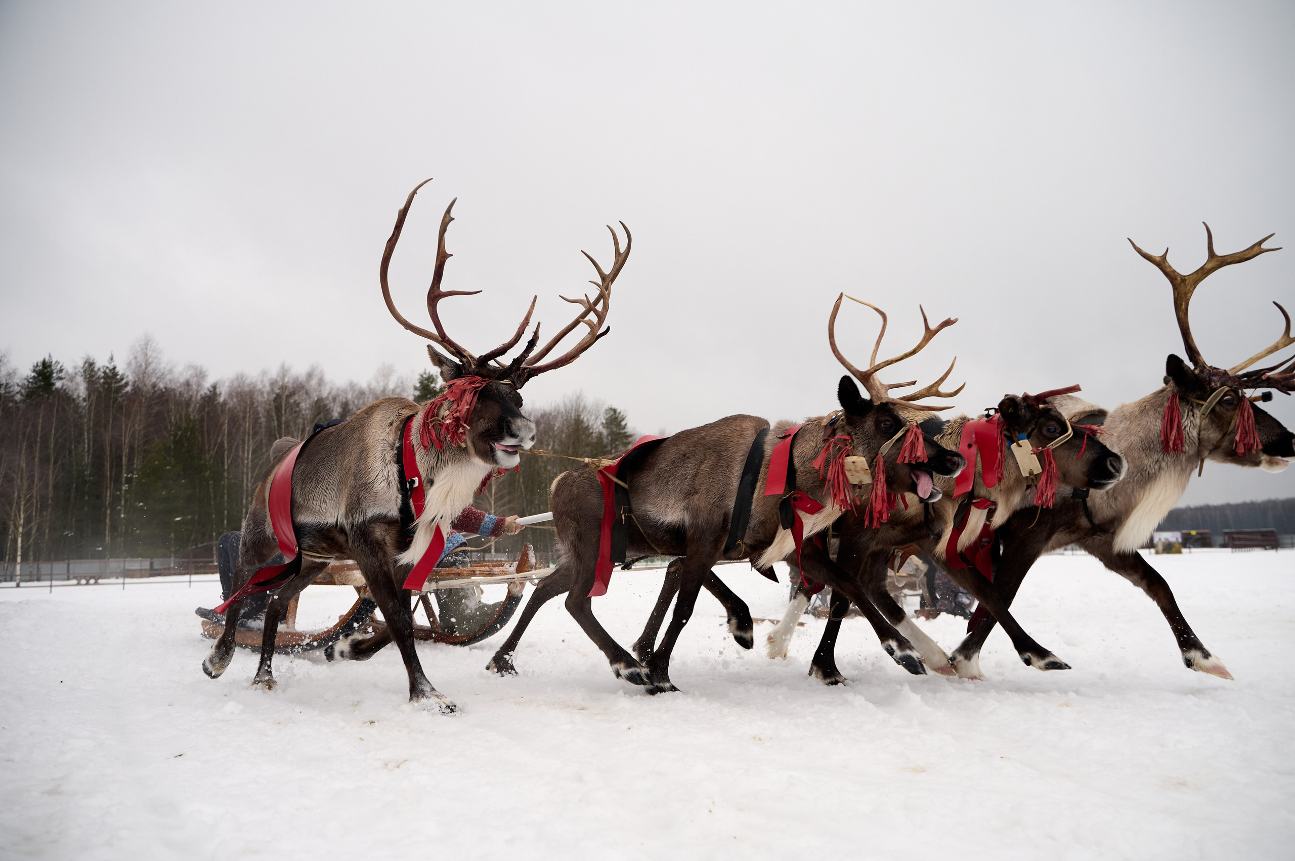 2023.12.30 Анонс. Фотограф Егорьевск Коломна Воскресенск