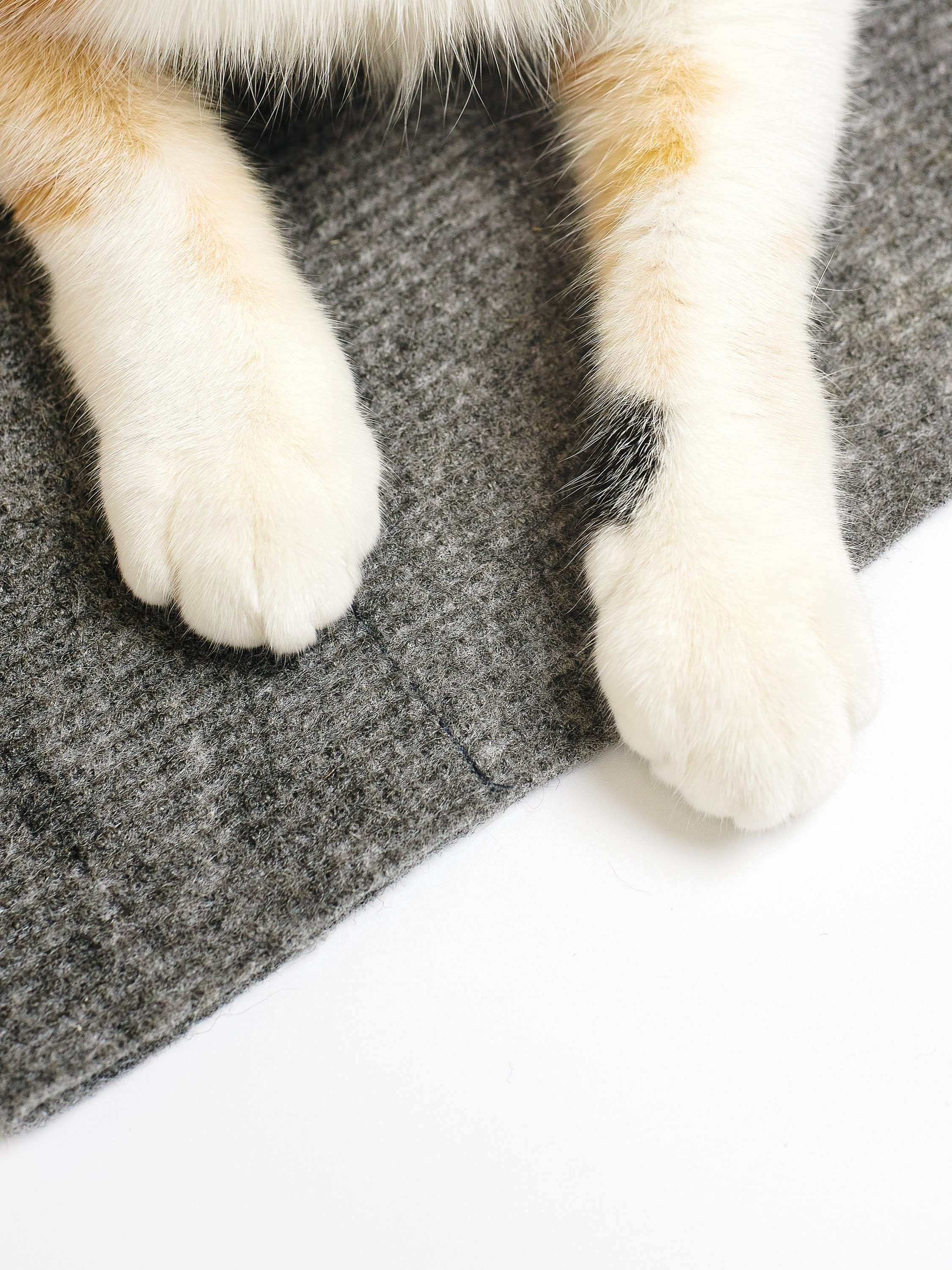 Товары для животных. Предметный фотограф, инфографика и видео в Санкт-Петербурге