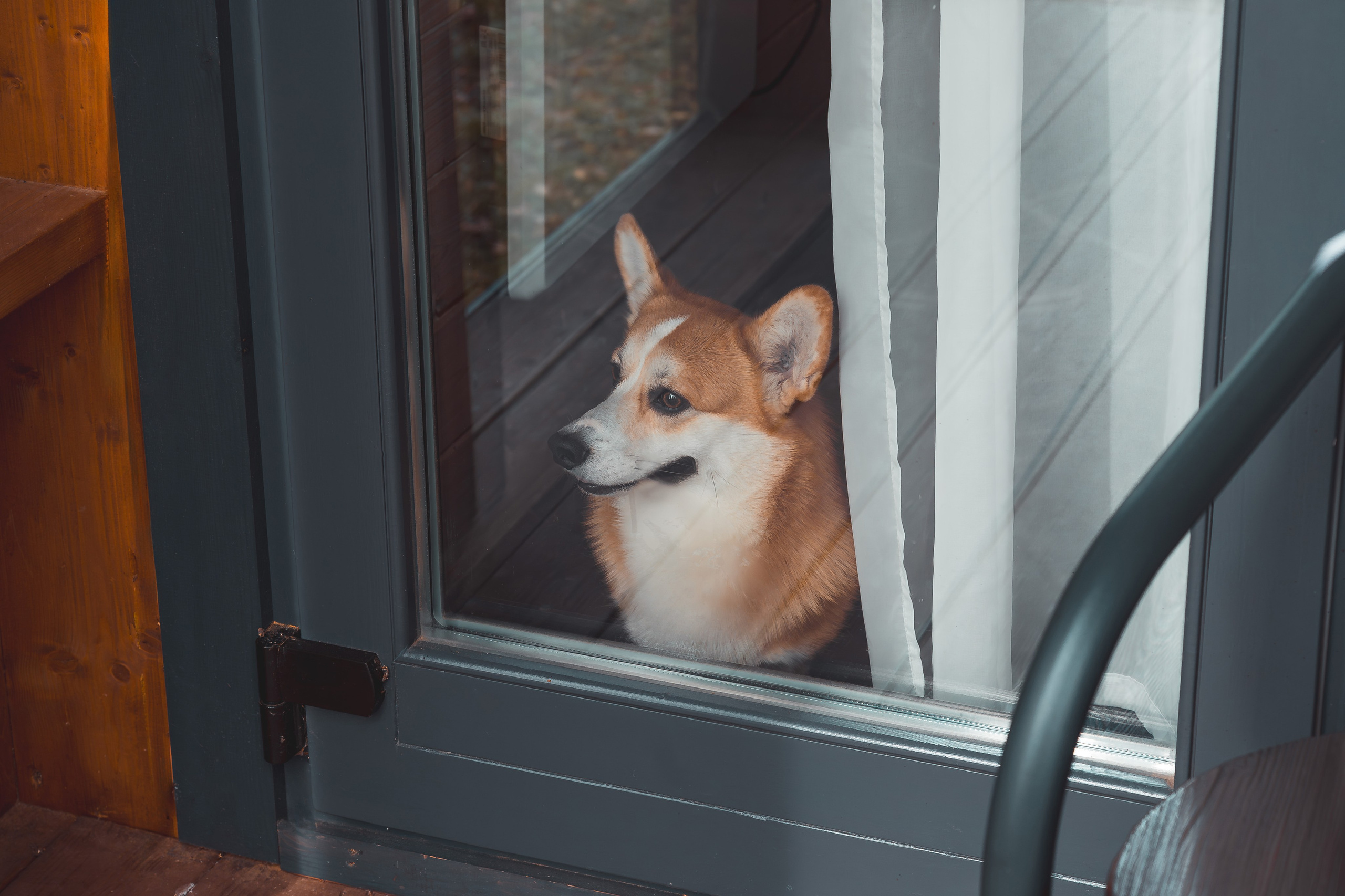 фотография собачки корги