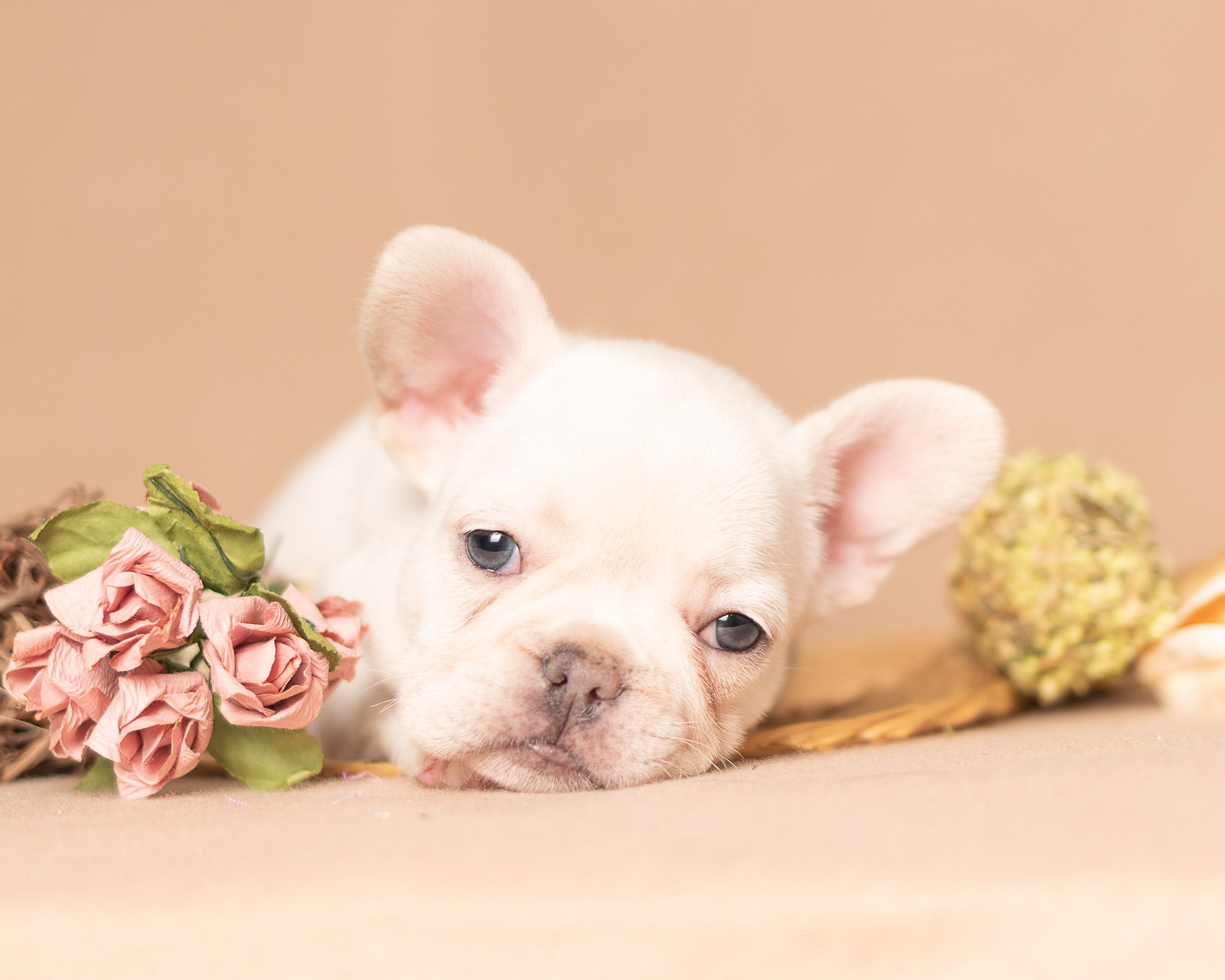 Животные. Семейный и детский фотограф в Москве Ольга Мэй