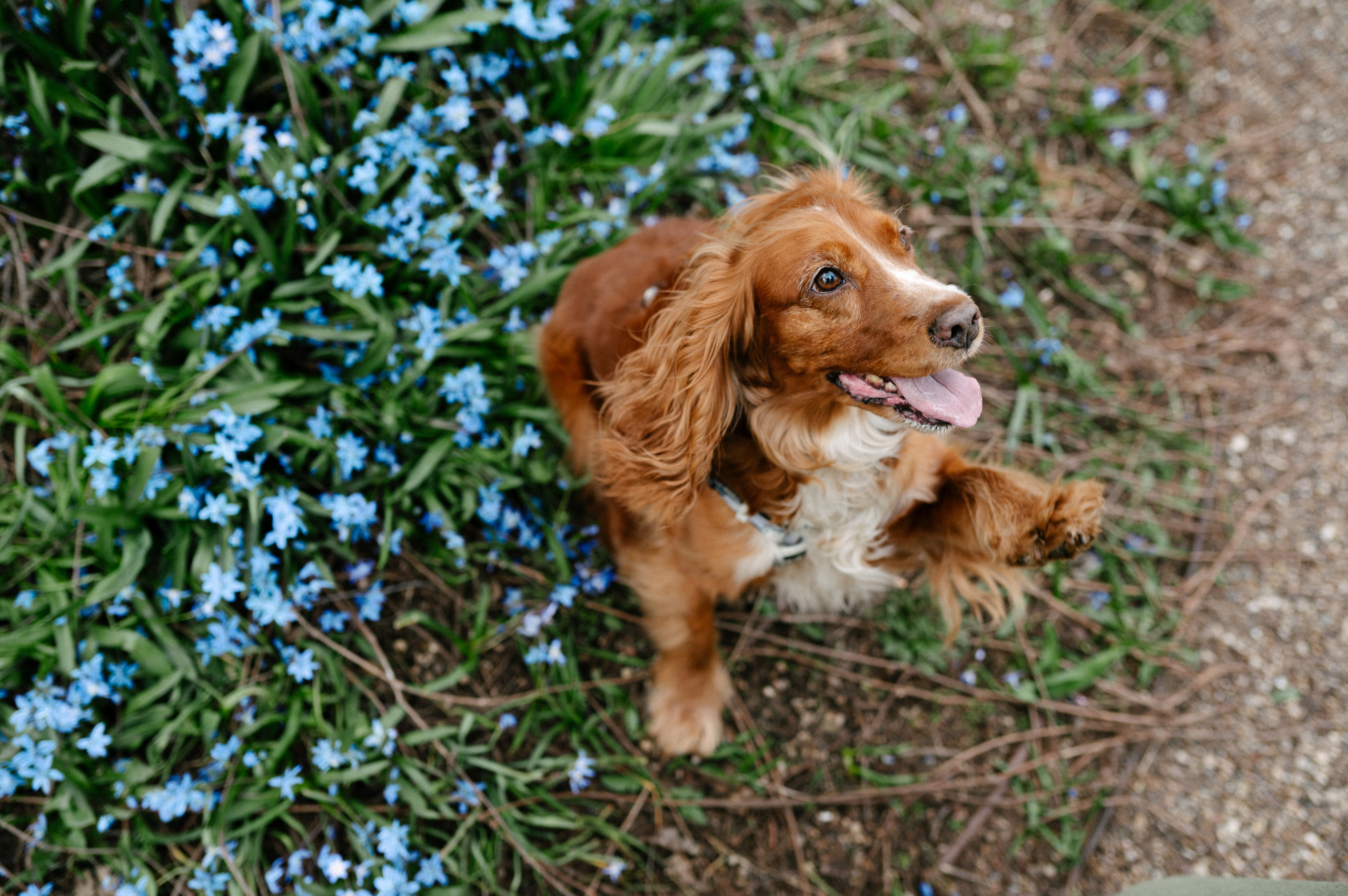 Рыжая команда. Фотограф анималист в Москве Ольга Агушева