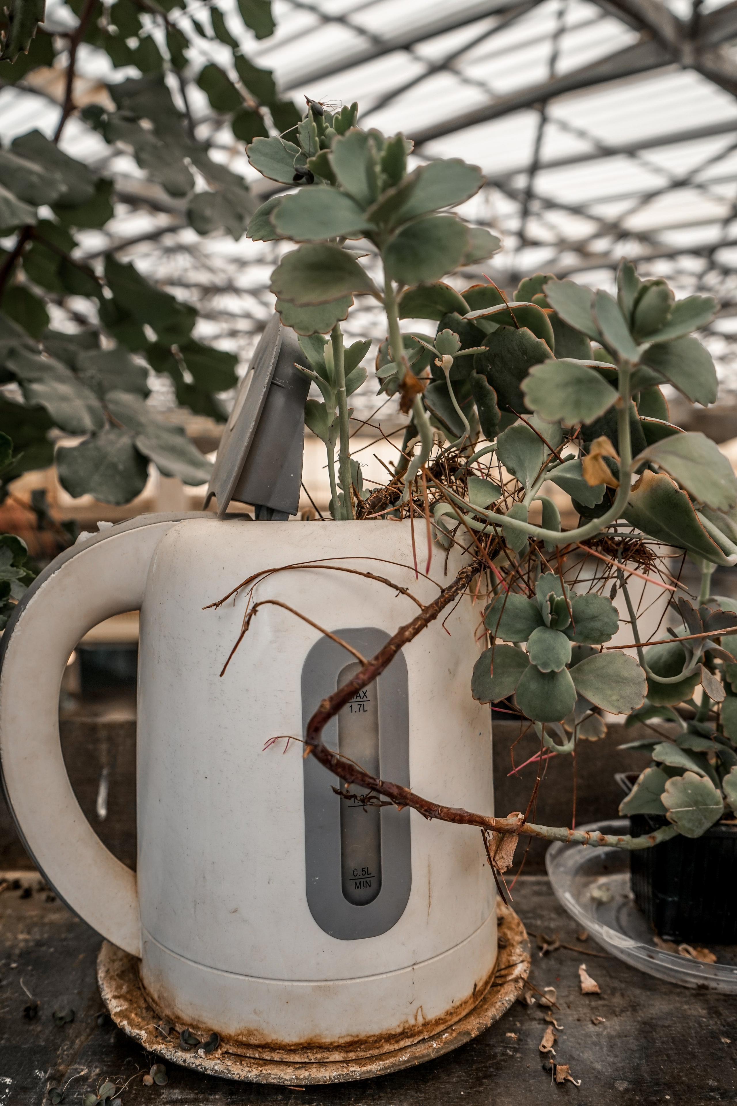 Автор: Оля Стальгорова