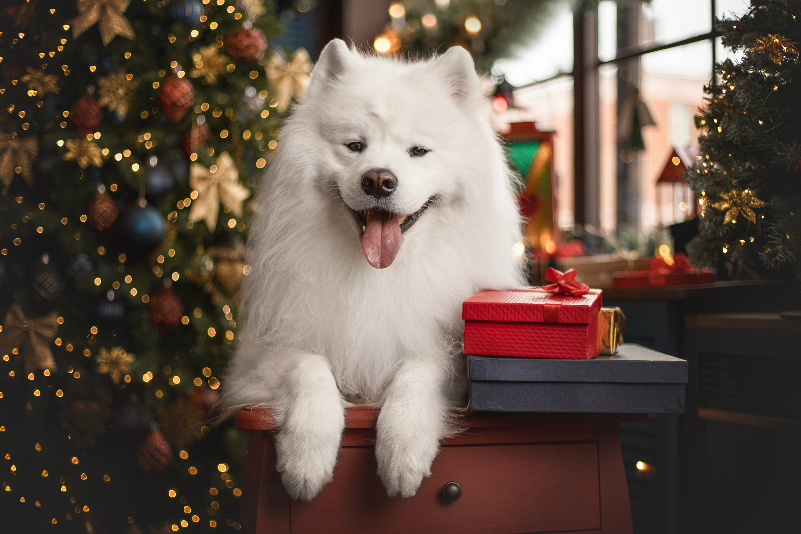 Пушистые самоедские драконы в студии. Фотограф анималист в Москве Майорова Евгения