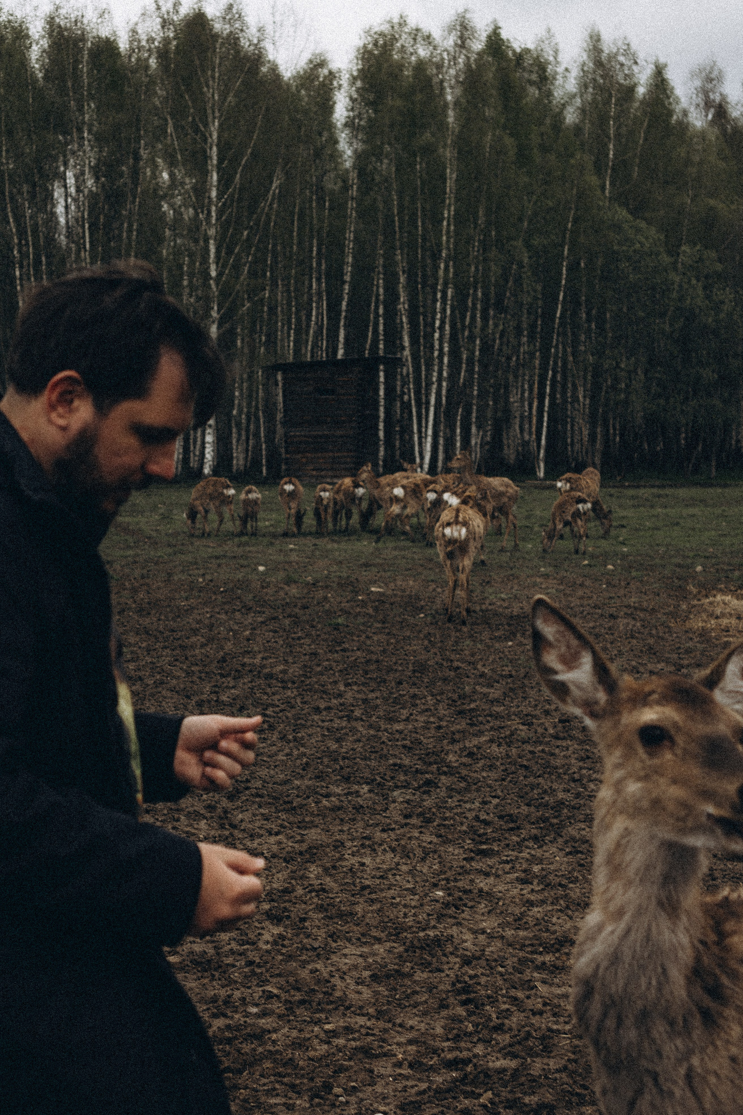 ОЛЕНЬЯ ФЕРМА В ТВЕРИ. Профессиональный фотограф, Санкт-Петербург — Виктория Богомолова